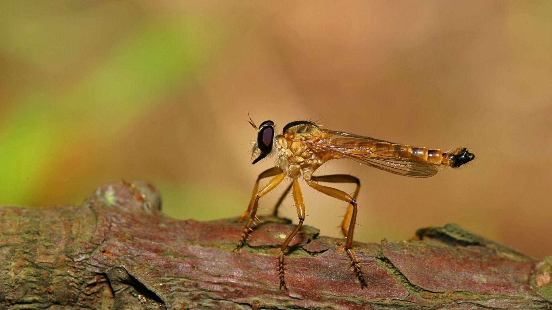 1920x1080 Insects fly mosquito wallpaperx1080, Desktop