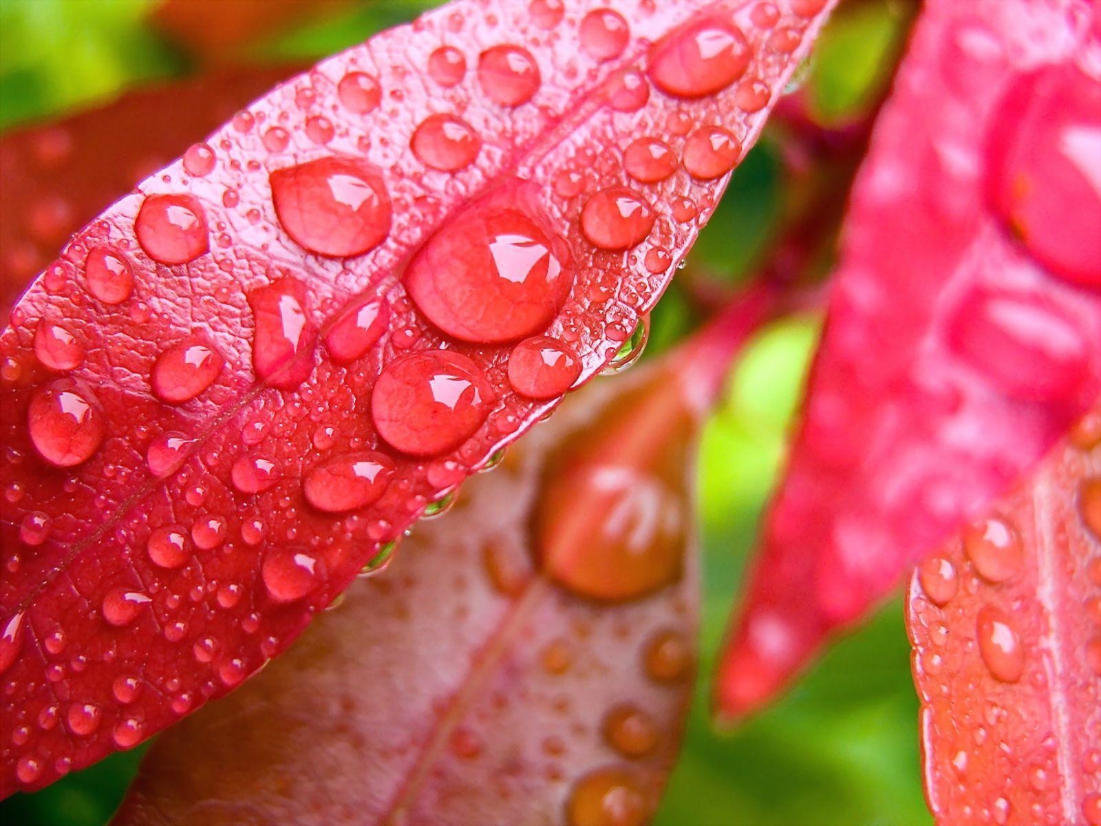 1600x1200 Water Drops HD Wallpaper. Water Drops Image and Picture. Cool, Desktop