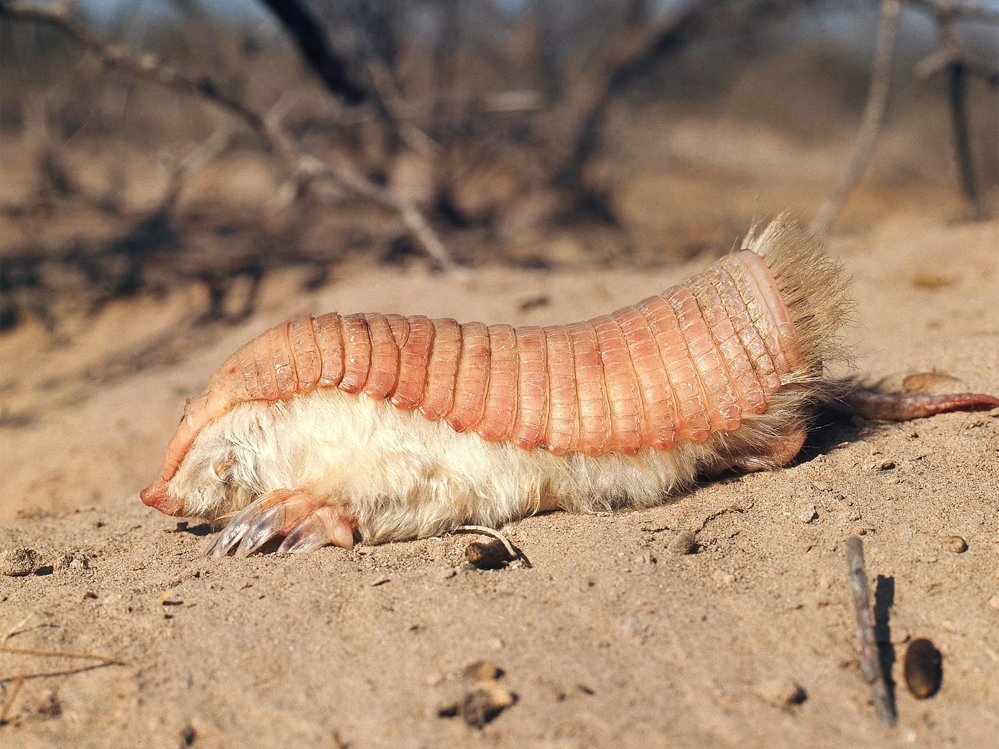 2050x1540 Pink Fairy Armadillo Wallpaper, Desktop