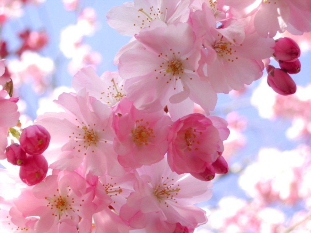 1030x770 Spring Flowers Wallpaper And Spring Flowers Background 1 Of 3, Desktop