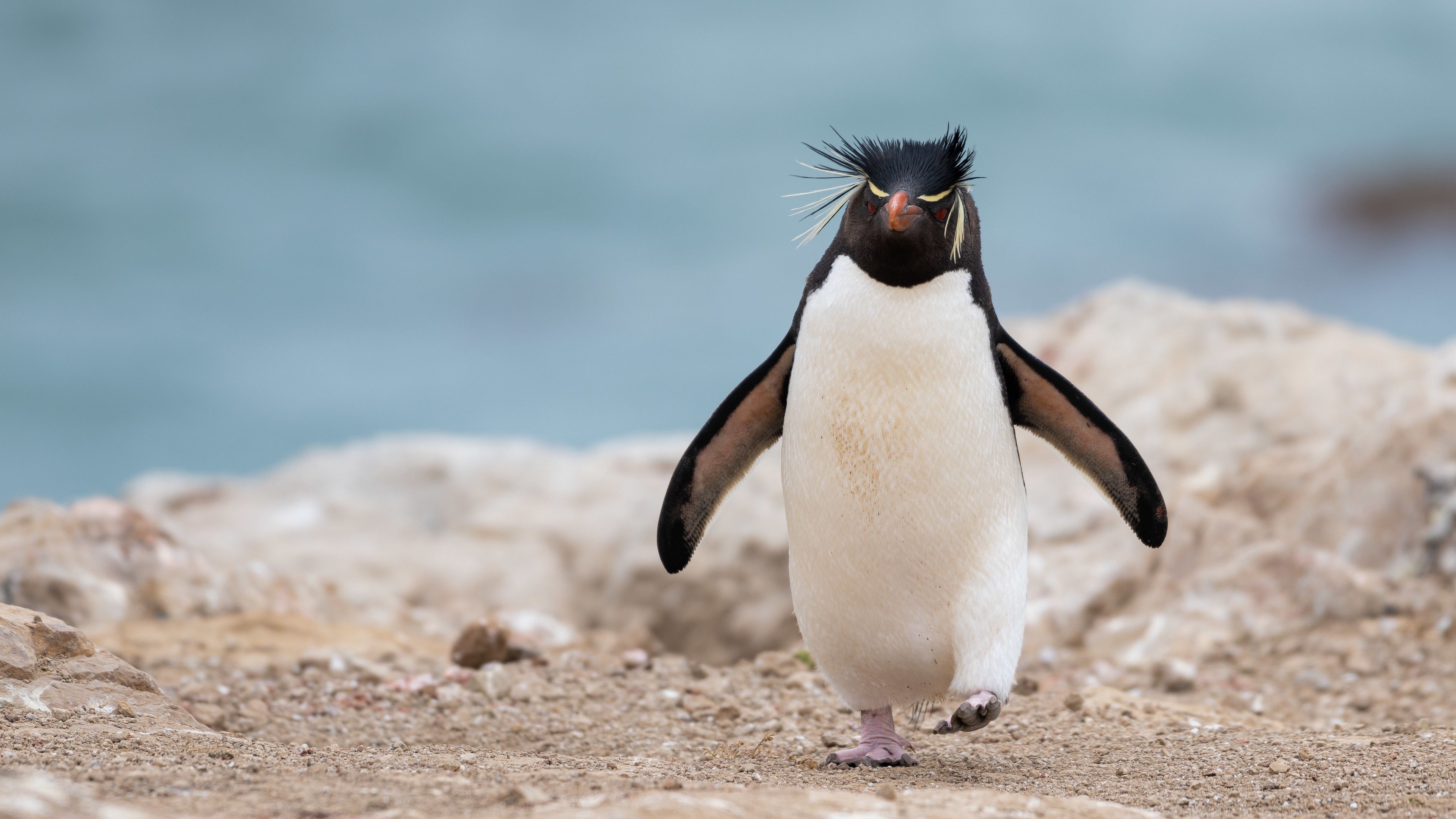 3840x2160 2181 / penguin, animal, funny, 4k, Desktop