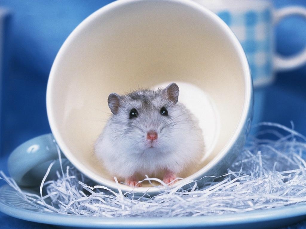 1030x770 Hamster Wallpaper Cute and Docile, Desktop