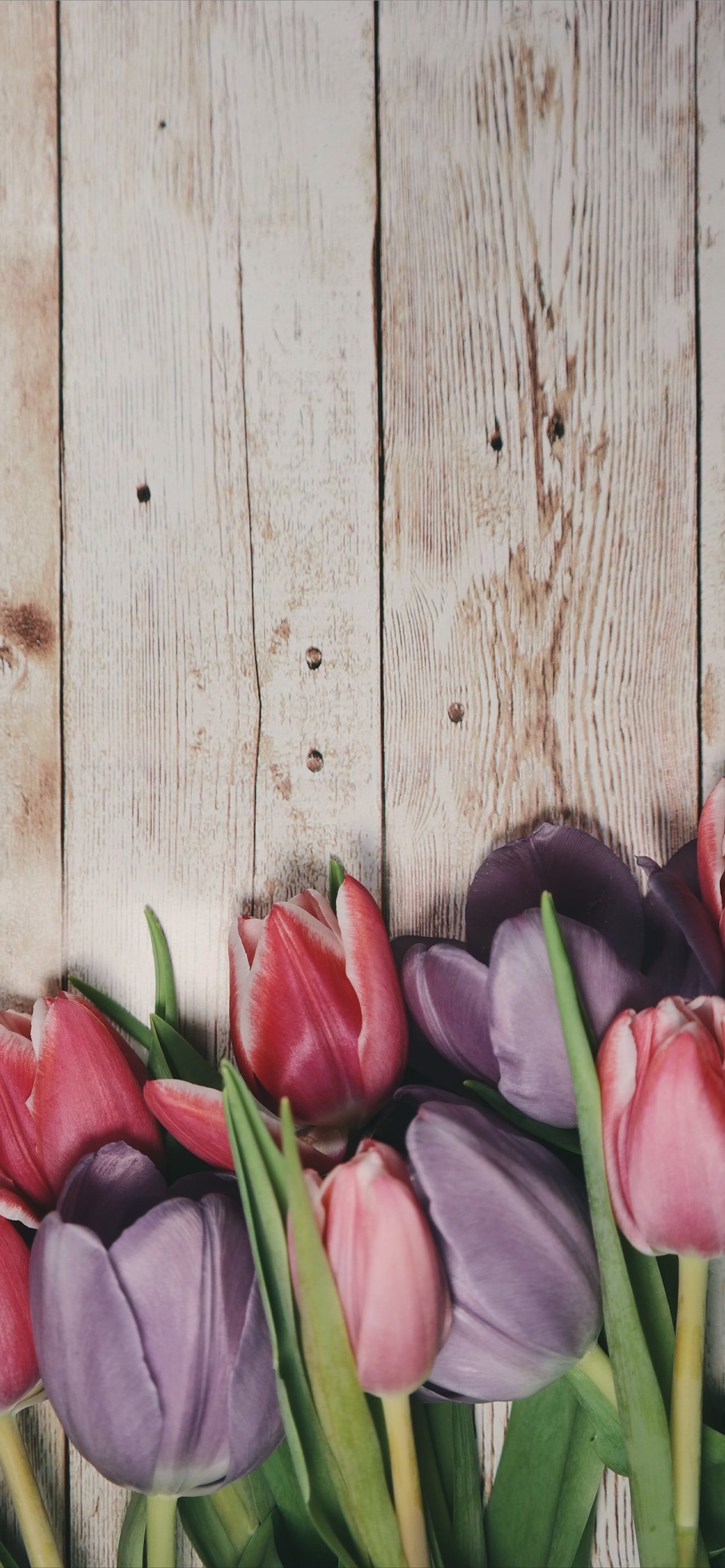 1290x2780 Latest Tulip iPhone HD Wallpaper, Phone