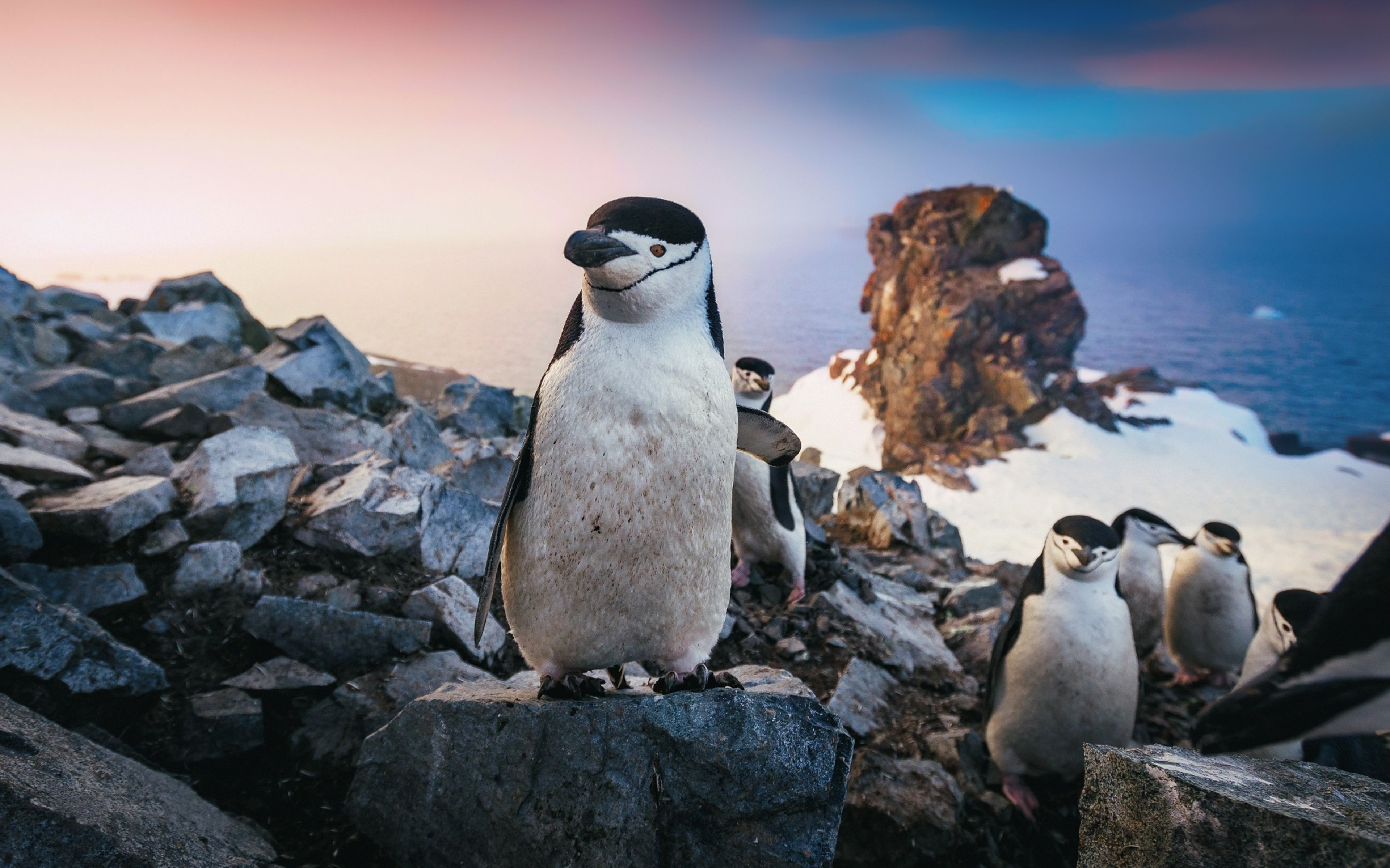 3840x2400 Chinstrap Penguin 4k HD 4k Wallpaper, Image, Background, Photo and Picture, Desktop