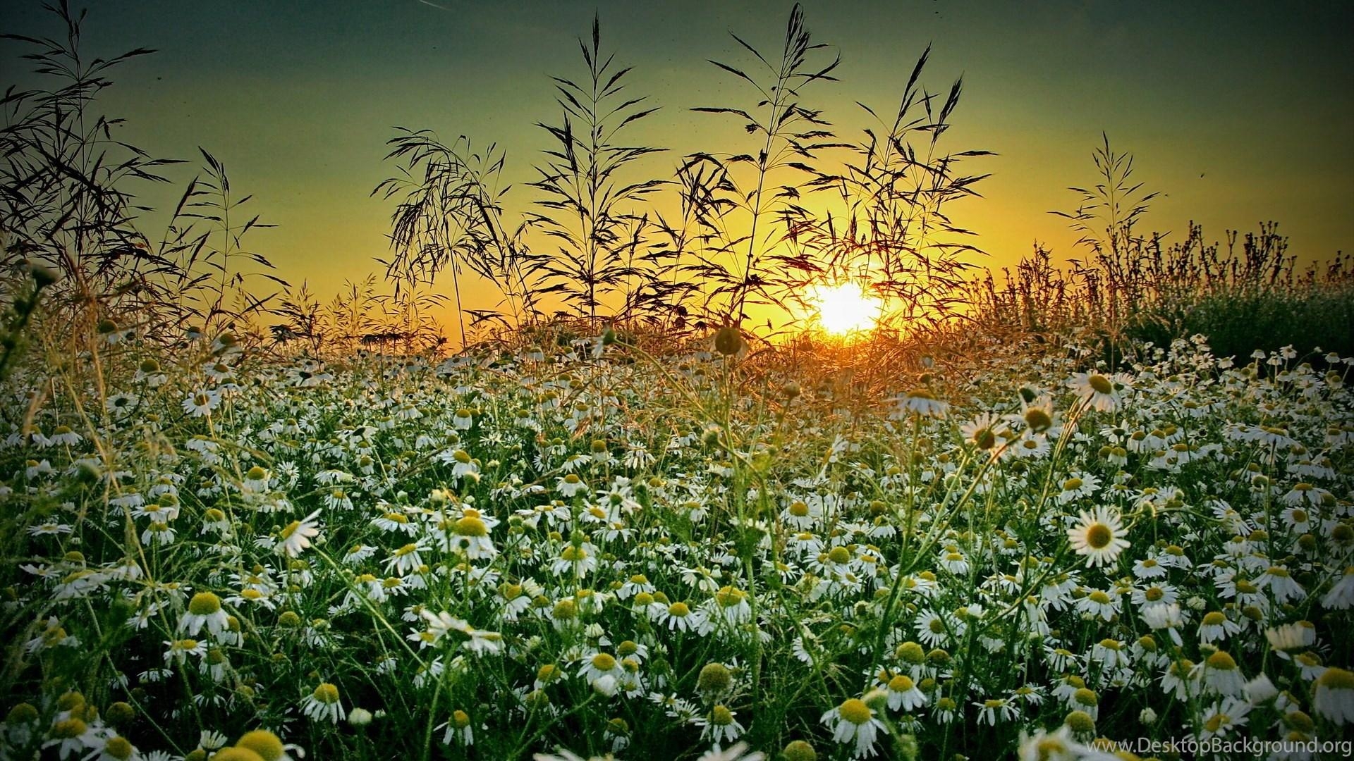 1920x1080 Grass Chamomile Sunset Summer Wildflower D Wallpaper Desktop Background, Desktop