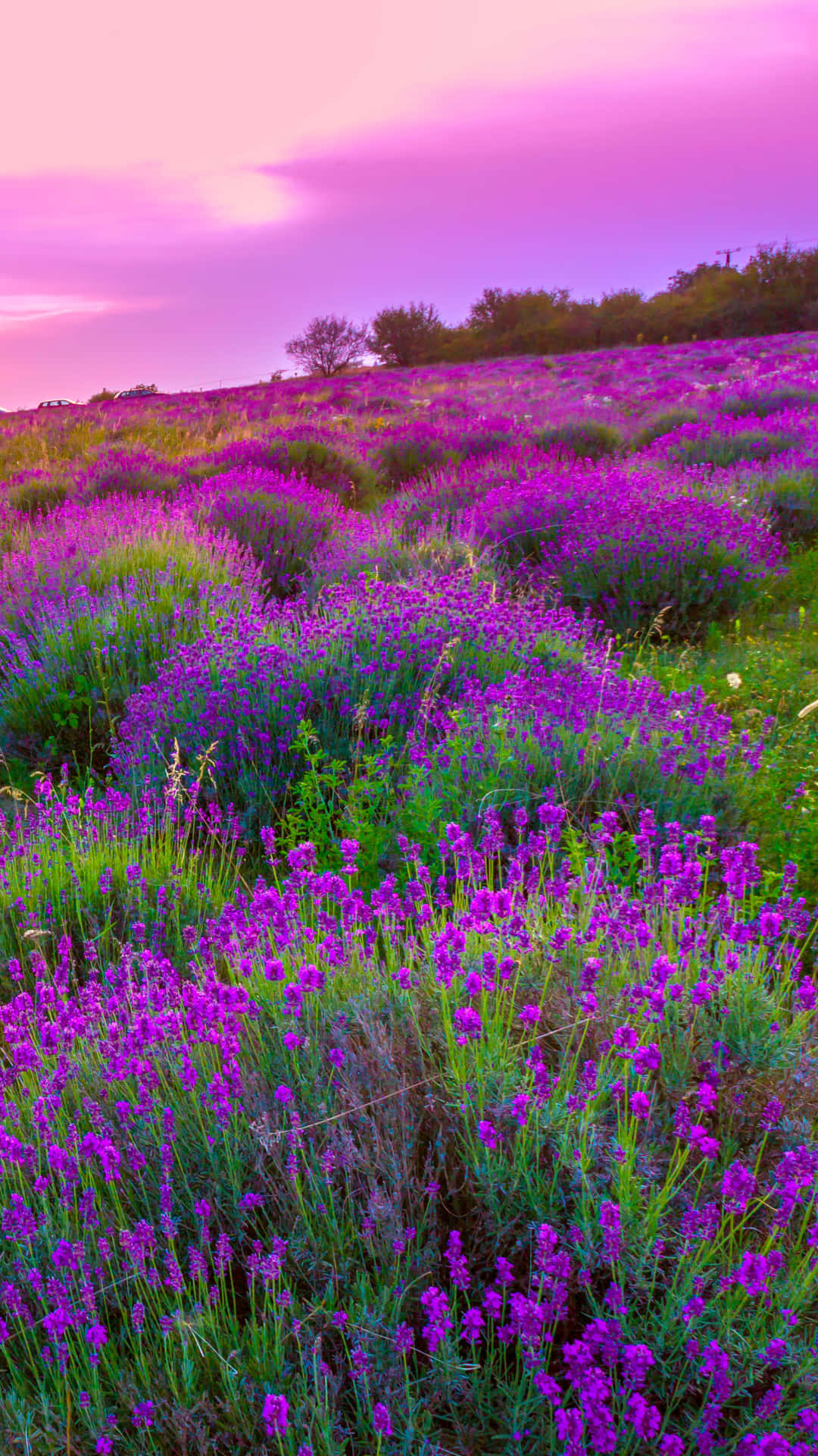 1080x1920 Download Lavender Field At Sunset Wallpaper, Phone