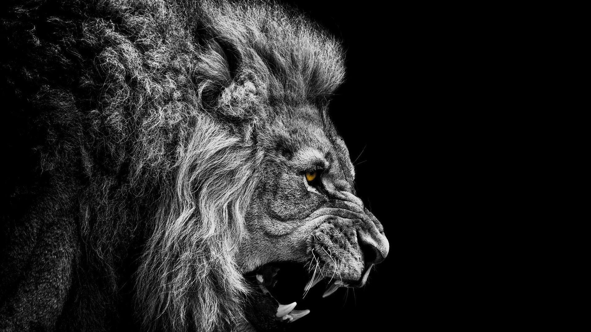 1920x1080 Black And White Lion Wallpaper HD 12381 Full HD Wallpaper Desktop, Desktop