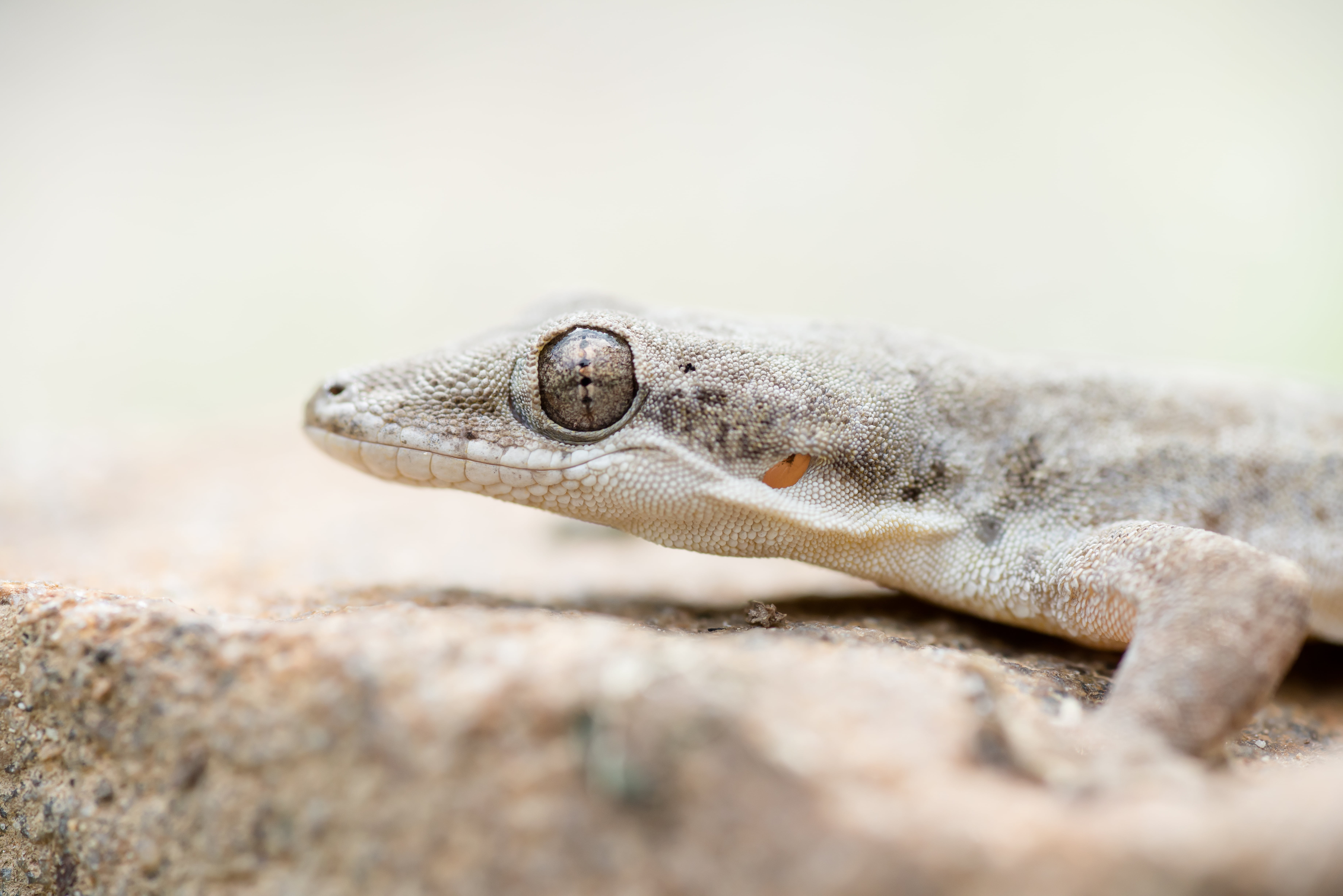 7360x4920 Gray reptile, gecko, kaeng krachan national park HD, Desktop