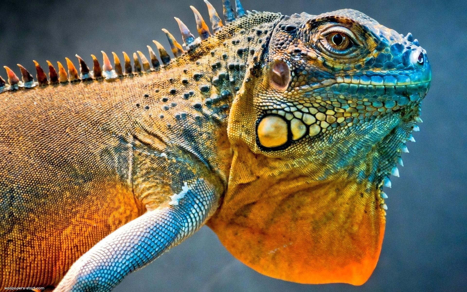 1920x1200 Amazing. Amazing, iguana, wallpaper, reptiles, wallpaper, image, Desktop