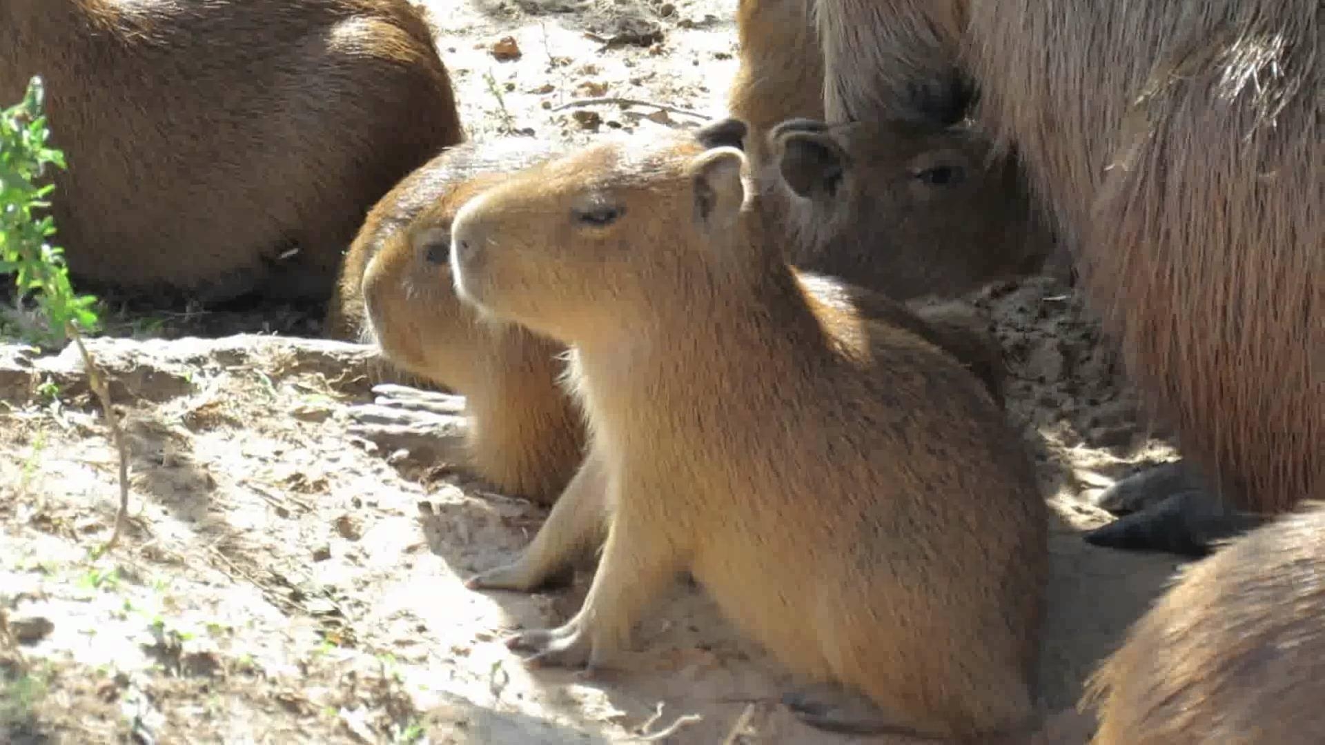 1920x1080 Download The Most Beautiful Capybara Venezuela Wallpaper, Desktop