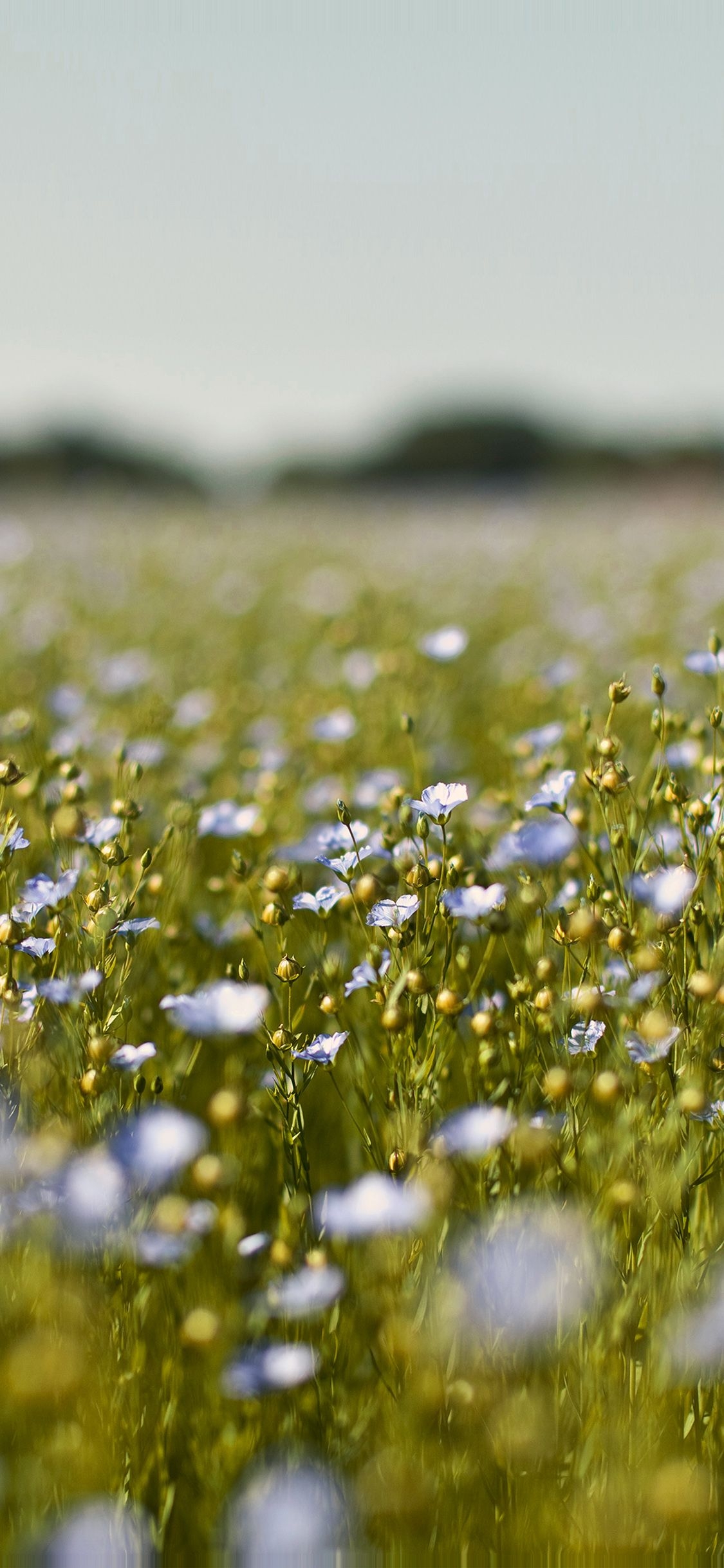 1130x2440 iPhone 8 wallpaper. field blue cosmos, Phone