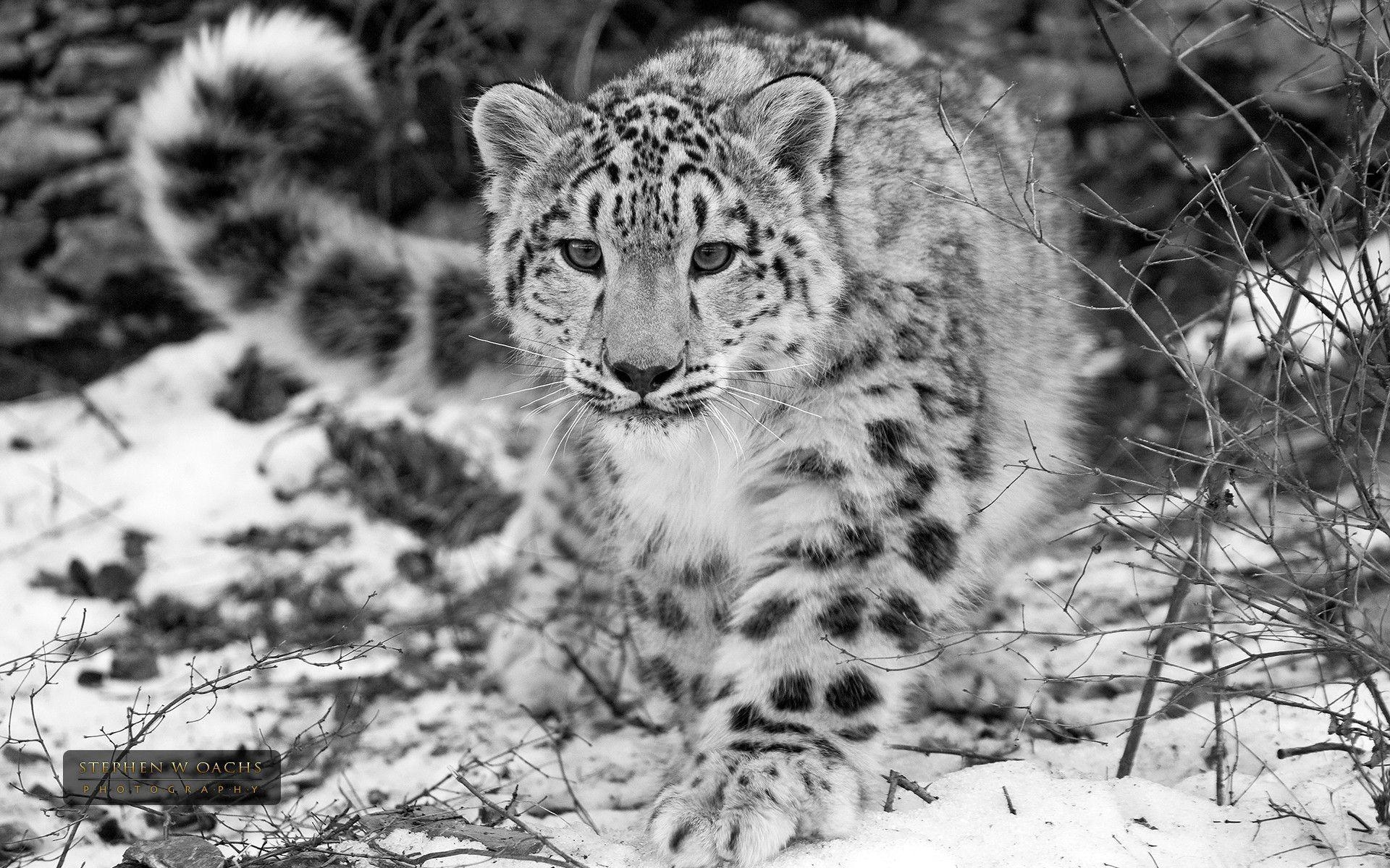 1920x1200 Snow Leopard Wallpaper Full HD, Desktop