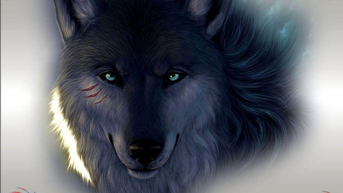 1360x770 Black Wolf Wallpaper 11219 HD Wallpaper in Animals, Desktop