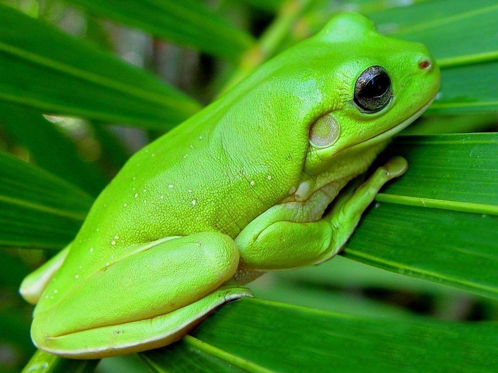 1030x770 Free Green Tree Frog Wallpaper Download The PX Wallpaper, Desktop