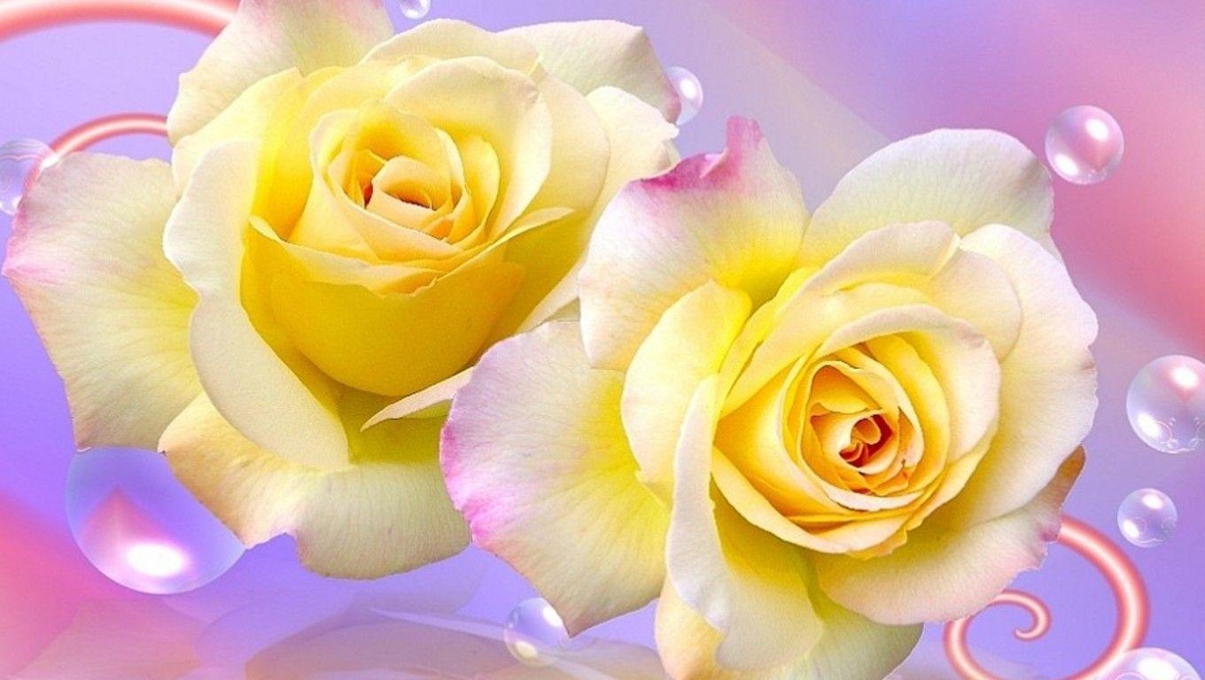 1360x770 Yellow Rose Wallpaper. HD Wallpaper Image, Desktop