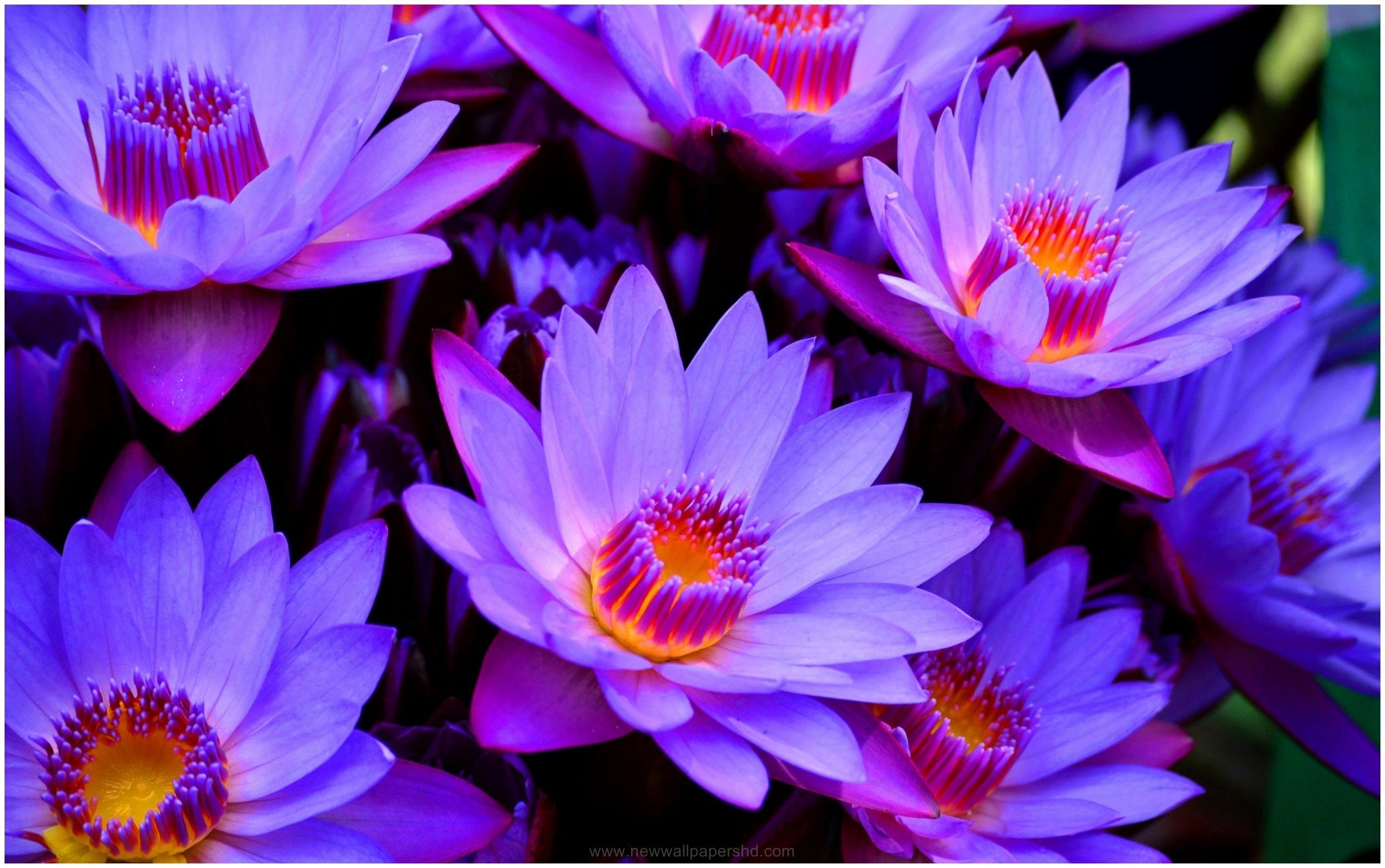 2740x1720 Lotus Flowers Wallpaper Wide. Lotus flower wallpaper, Blue lotus flower, Flower wallpaper, Desktop