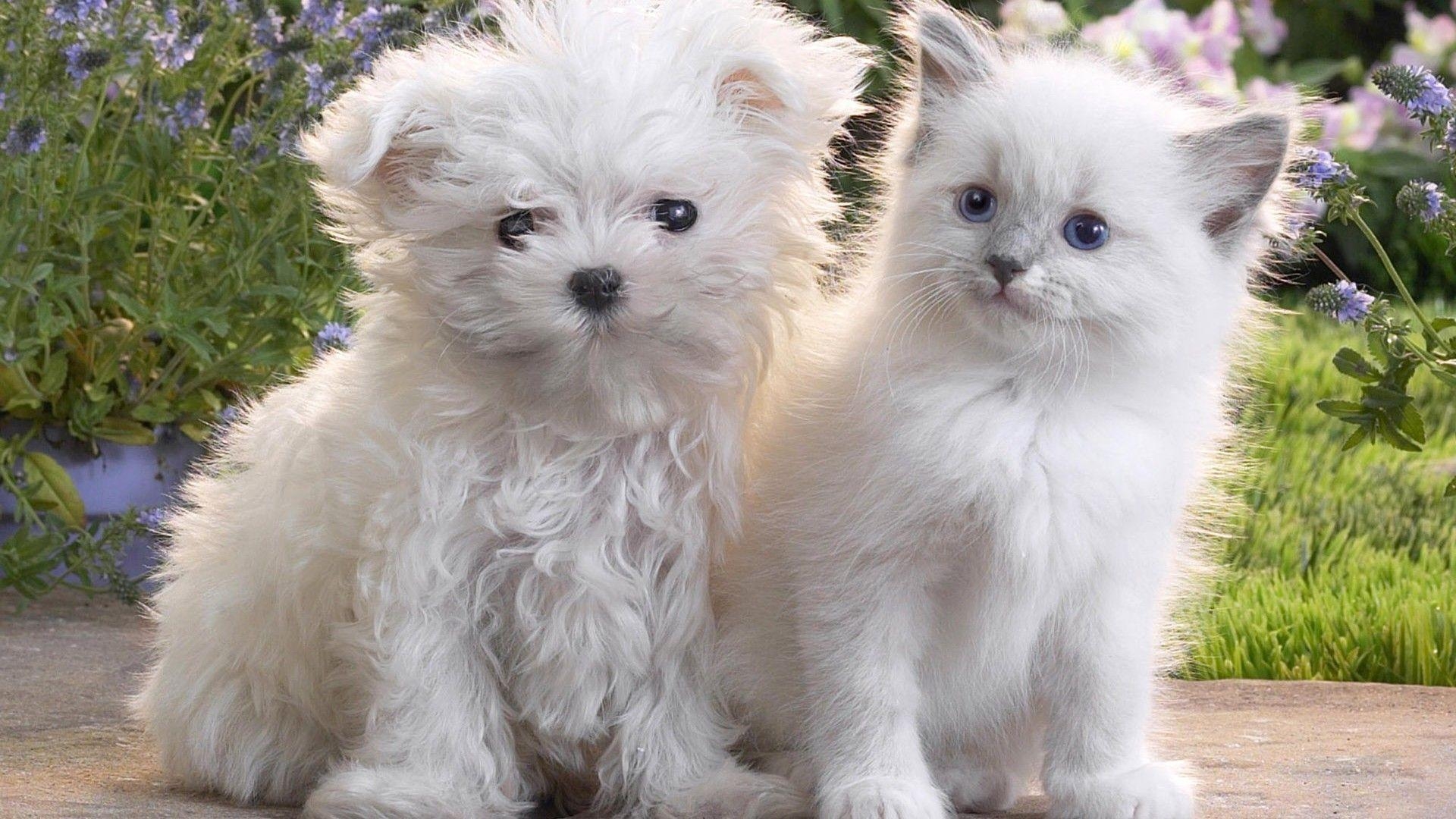 1920x1080 Puppies and Kittens Wallpaper for Laptop High Quality Download, Desktop