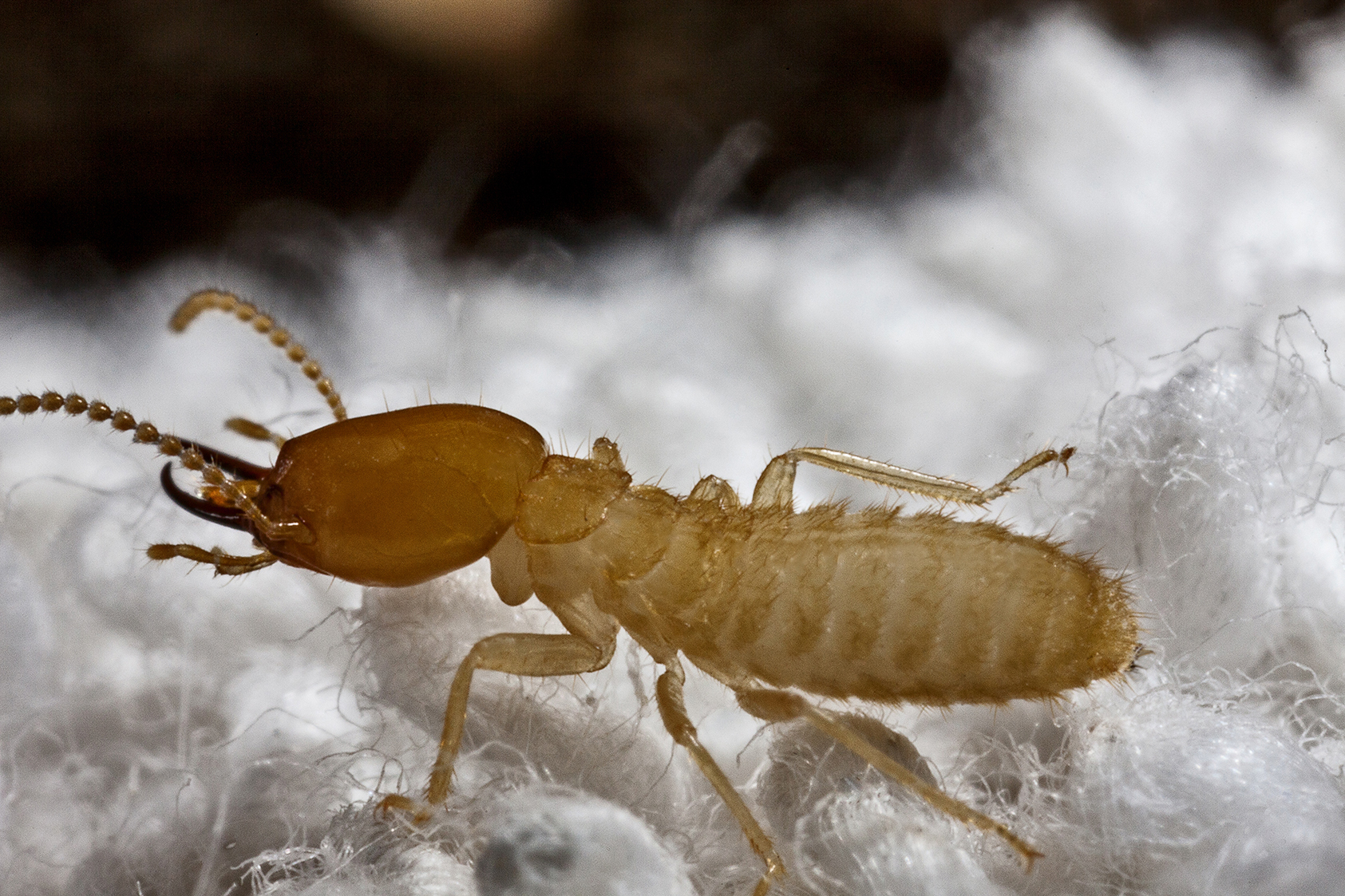 1690x1130 Termites Wallpaper High Quality, Desktop