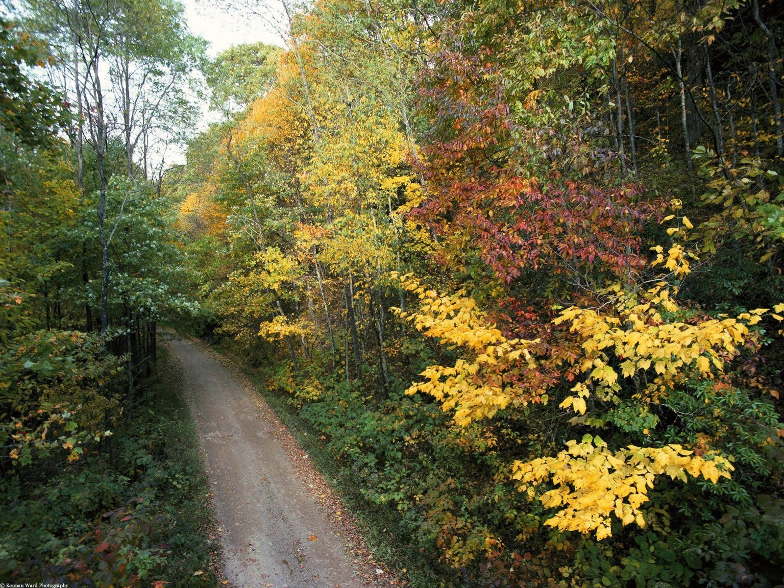 1600x1200 Autumn Roadway Smoky Mountains National Park Tennessee, Desktop