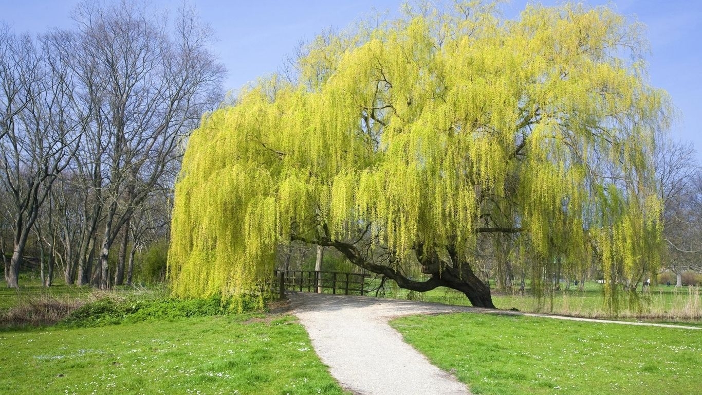 1370x770 Beautiful Large Willow Tree Weeping Willow Tree, Download Wallpaper, Desktop