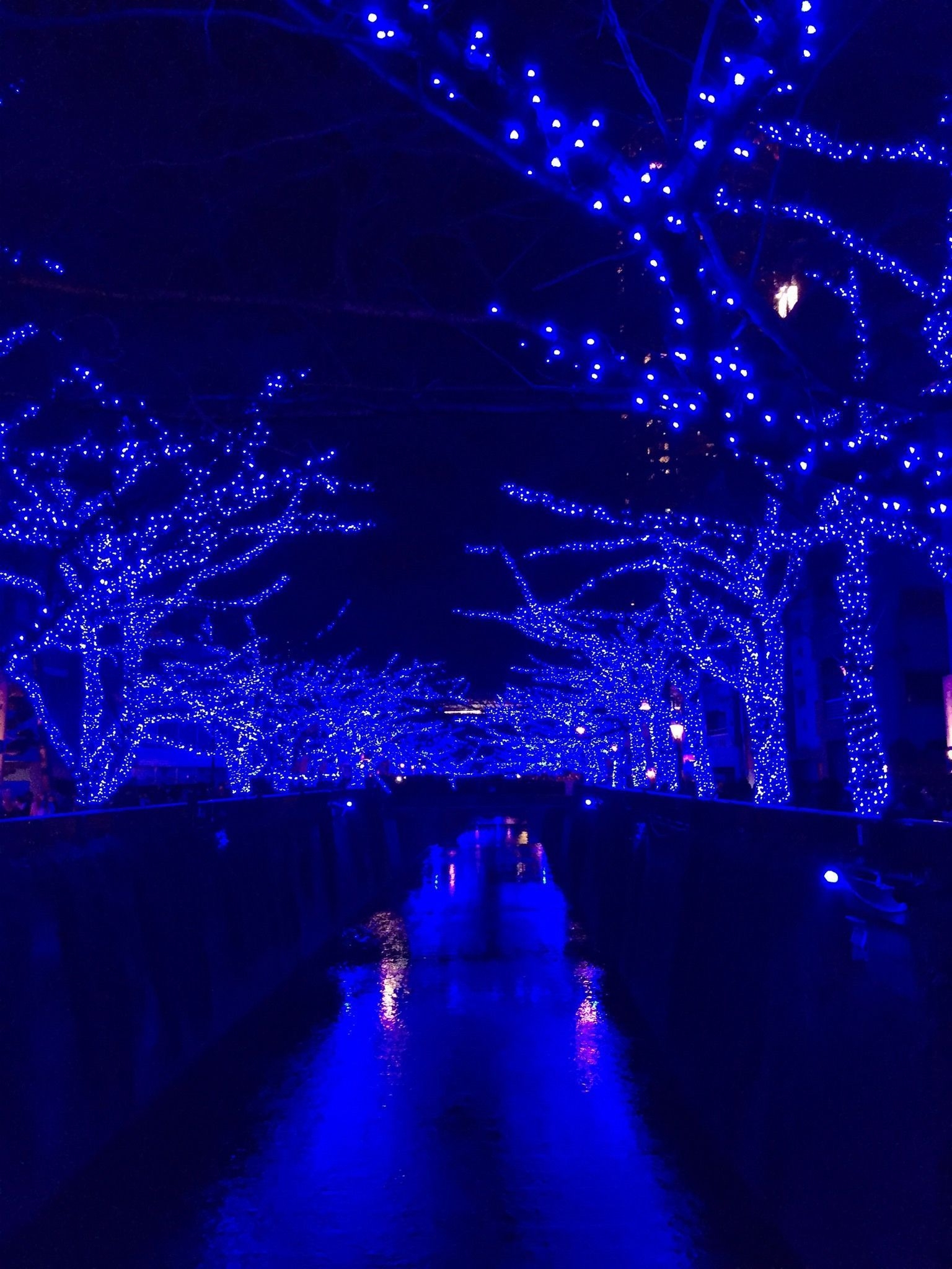 1540x2050 A very blue Christmas along the Meguro River. Tokyo Blue Christmas Lights Winter at Nakameguro 青の洞窟 2014. Blue christmas lights, Blue aesthetic dark, Light blue aesthetic, Phone