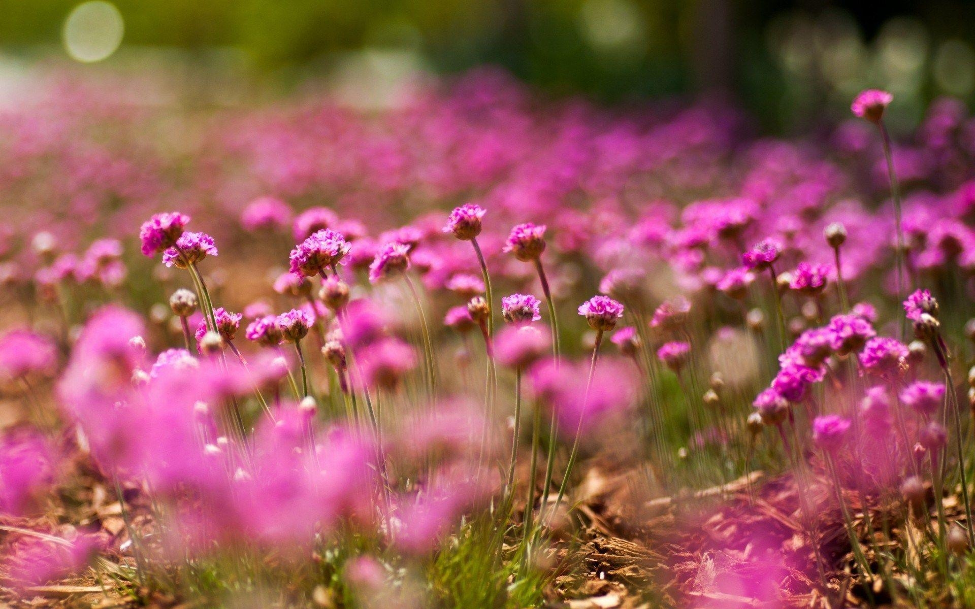 1920x1200 Flowers Macro Pink Field Nature HD Wallpaper, Desktop