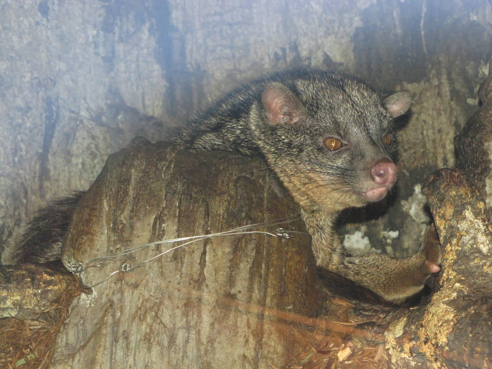 1600x1200 San Antonio Zoo 2010 Palm Civet in Africa Live, Desktop