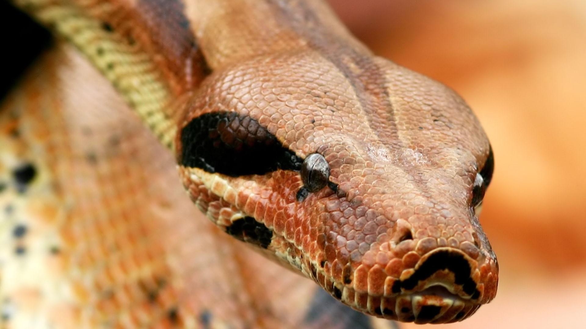 1920x1080 Boa Constrictor Wallpaper. Wallpaper Studio 10. Tens of thousands, Desktop