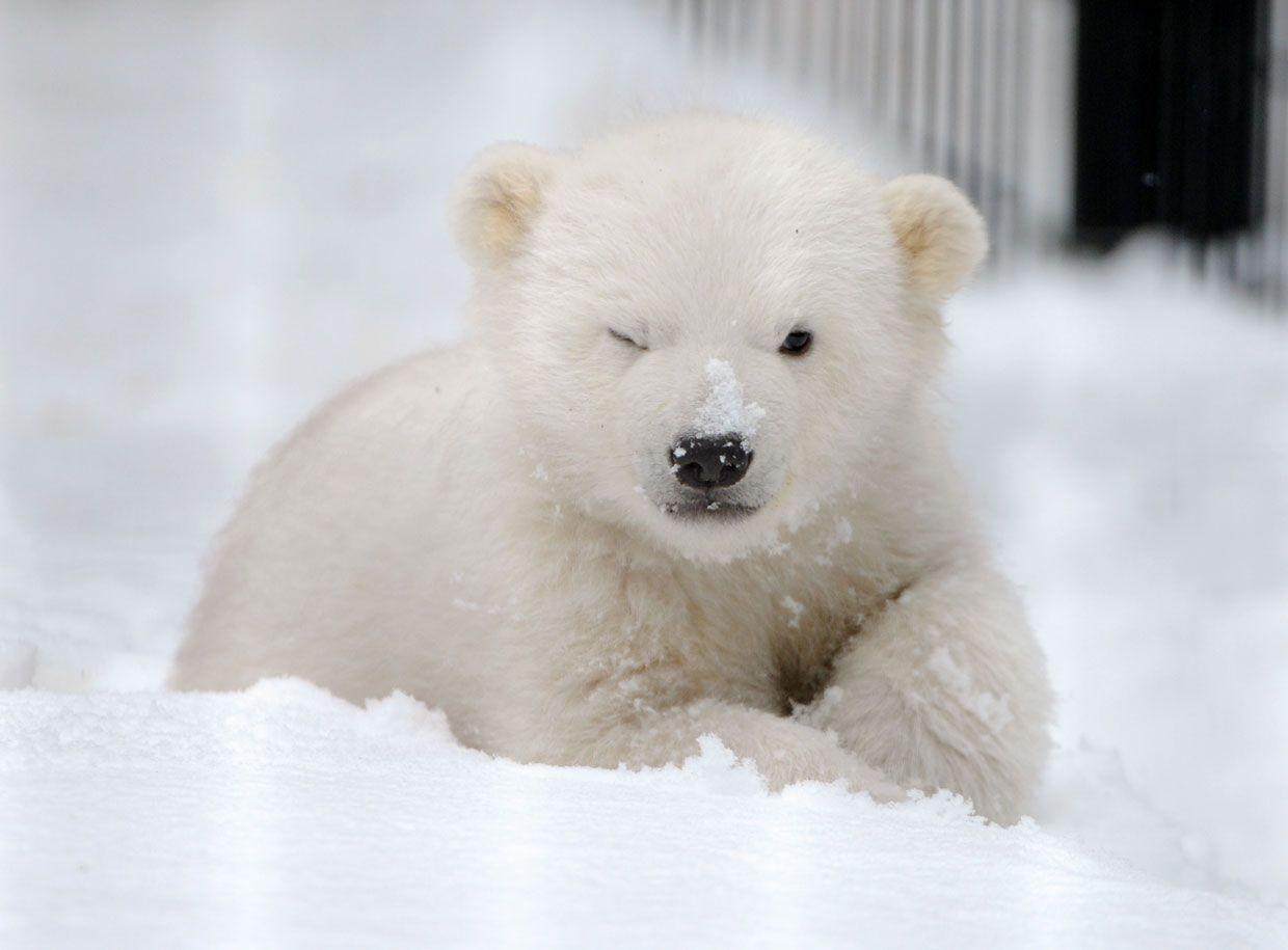 1240x920 Cute Baby Polar Bear Wallpaper. Hdwidescreens, Desktop