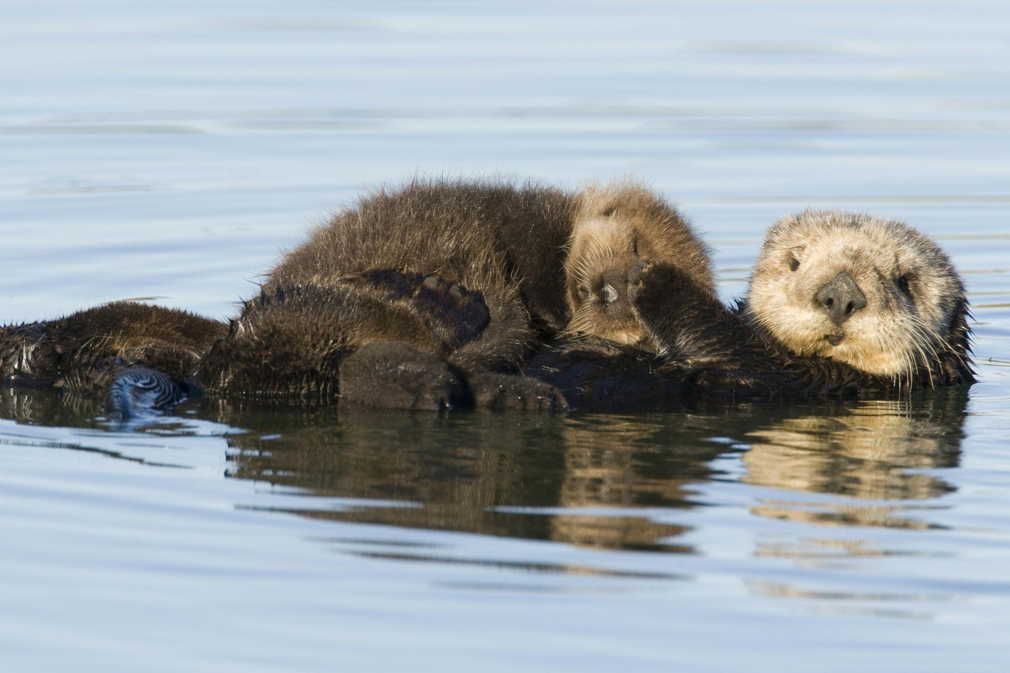 2000x1340 Sea Otter Mother And Pup, Desktop