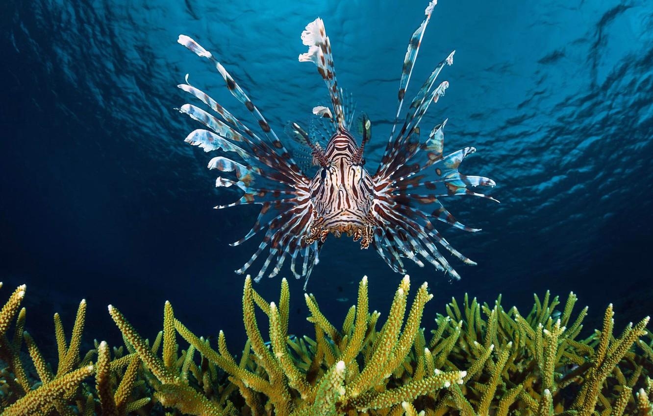 1340x850 Wallpaper sea, the ocean, fish, lionfish, Zebra fish image, Desktop