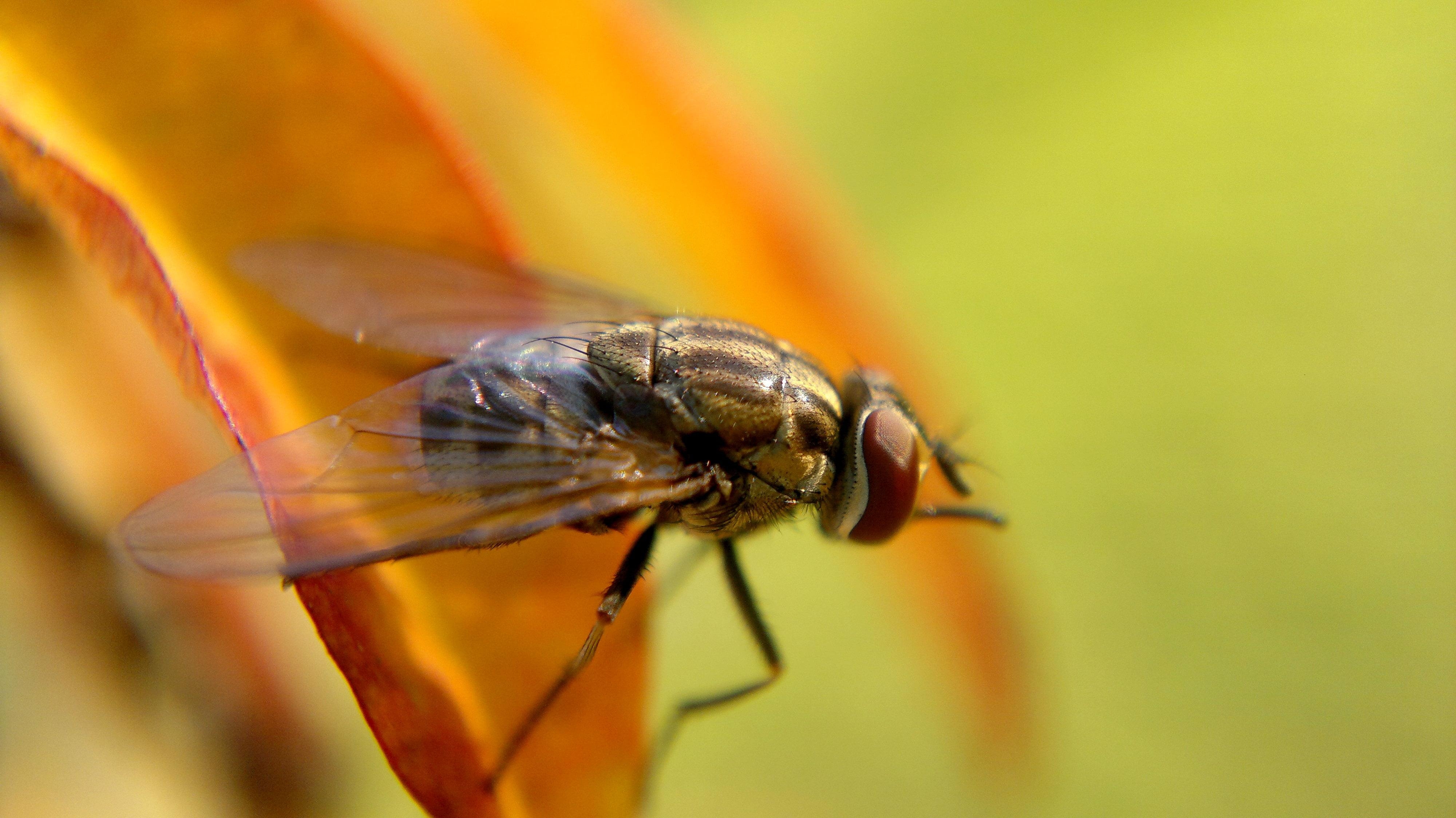 4000x2250 Common House fly perched on brown leaf, mosca HD wallpaper, Desktop