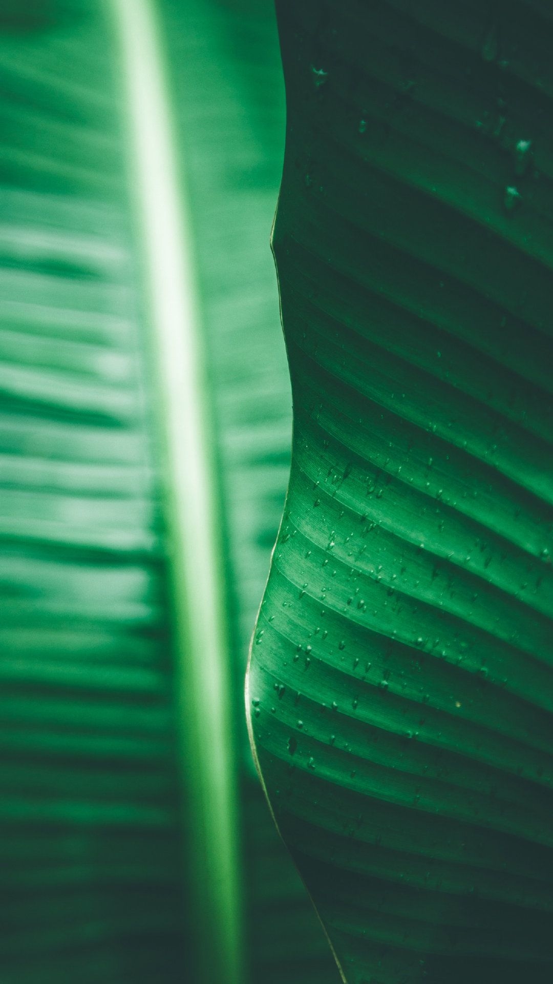 1080x1920 Banana leaf green eye protection landscape. Wallpaper Background #Wallpaper #Background #iPhone #Phone. Leaves wallpaper iphone, Lock screen picture, Zen picture, Phone