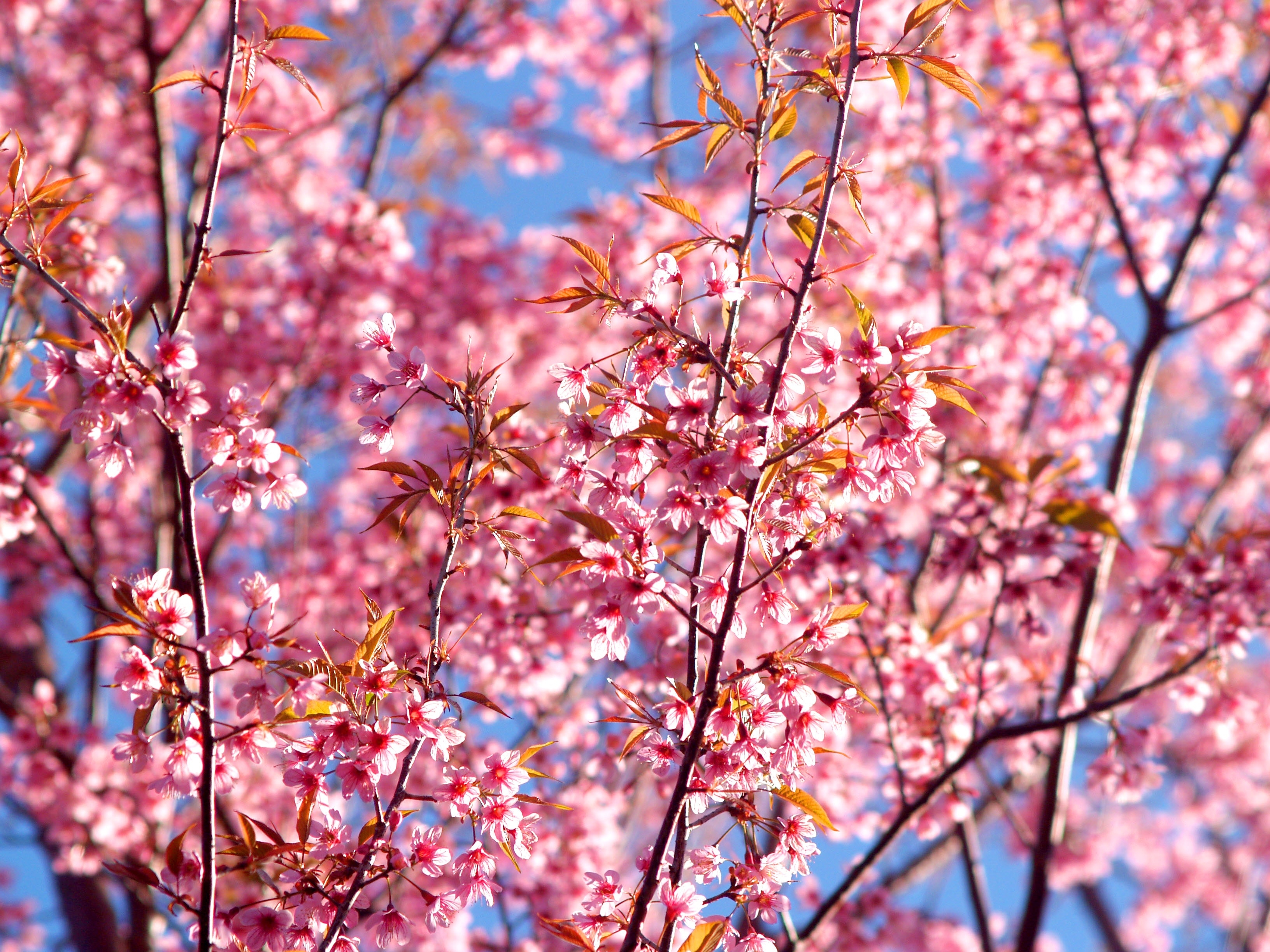 3270x2450 Pink Flowers Blossom Season Background, Desktop