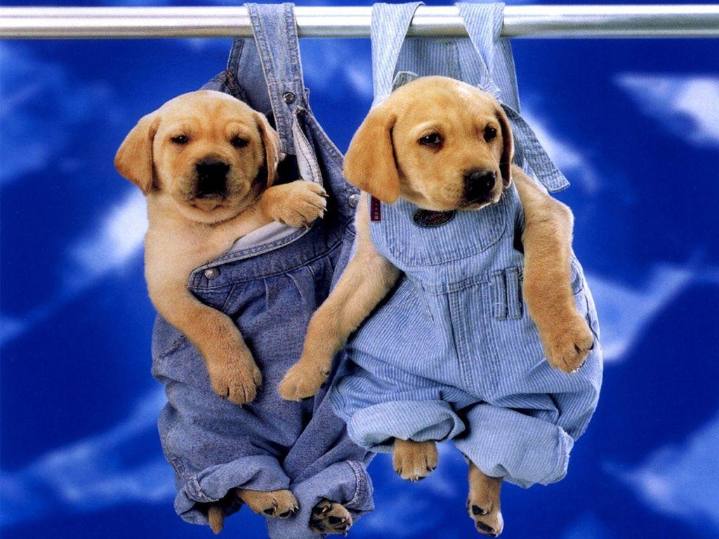 1030x770 Collection of Cute Puppies Wallpaper on HDWallpaper, Desktop