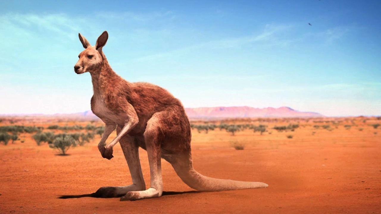 1280x720 Kangaroo Animal Facts HD Wallpaper Download, Desktop