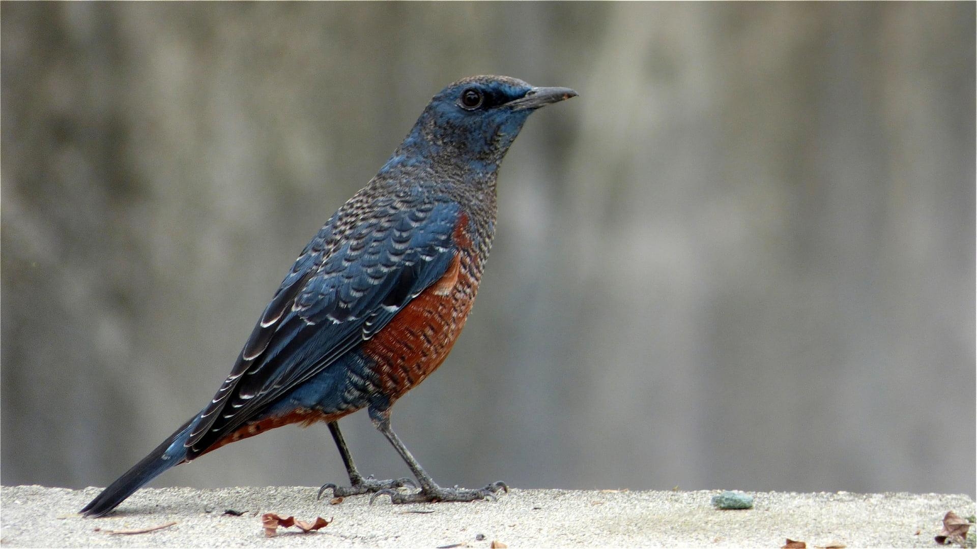 1920x1080 Blue, brown, and black bird, blue rock thrush, rock thrush, Desktop