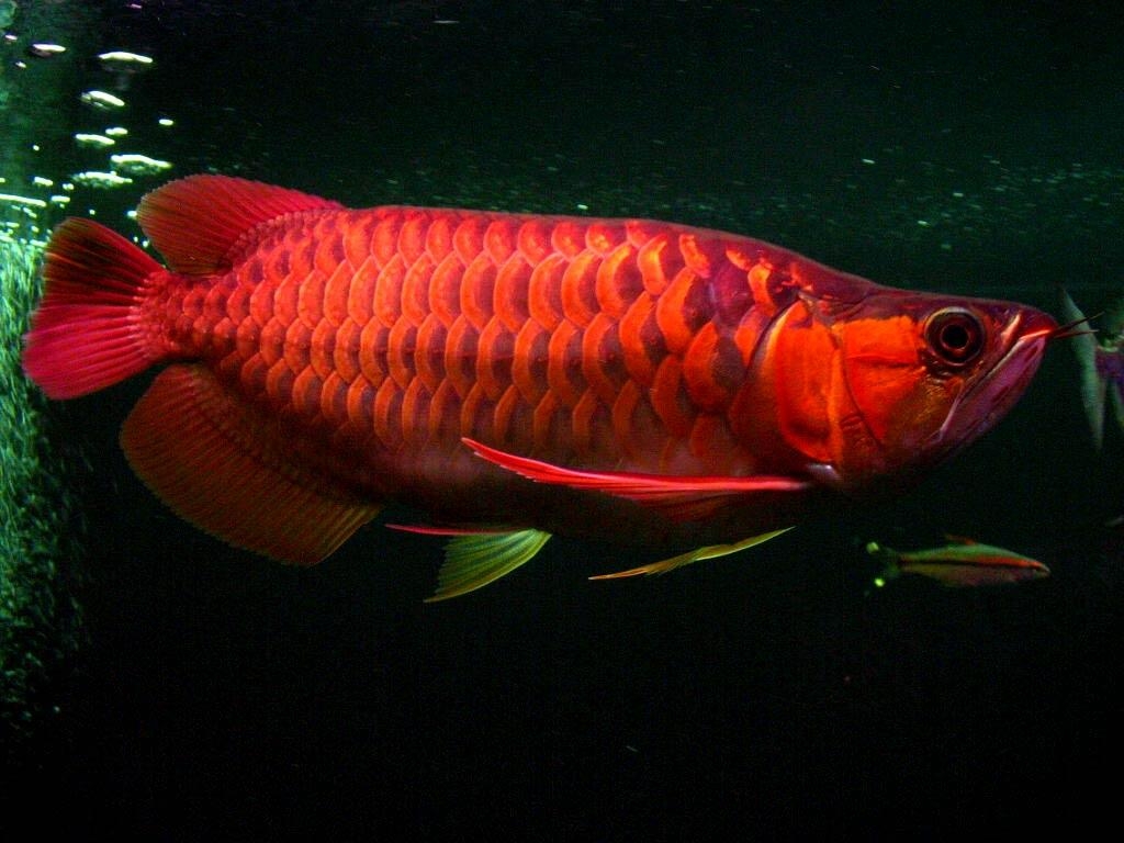 1030x770 Arowana Wallpaper, Desktop