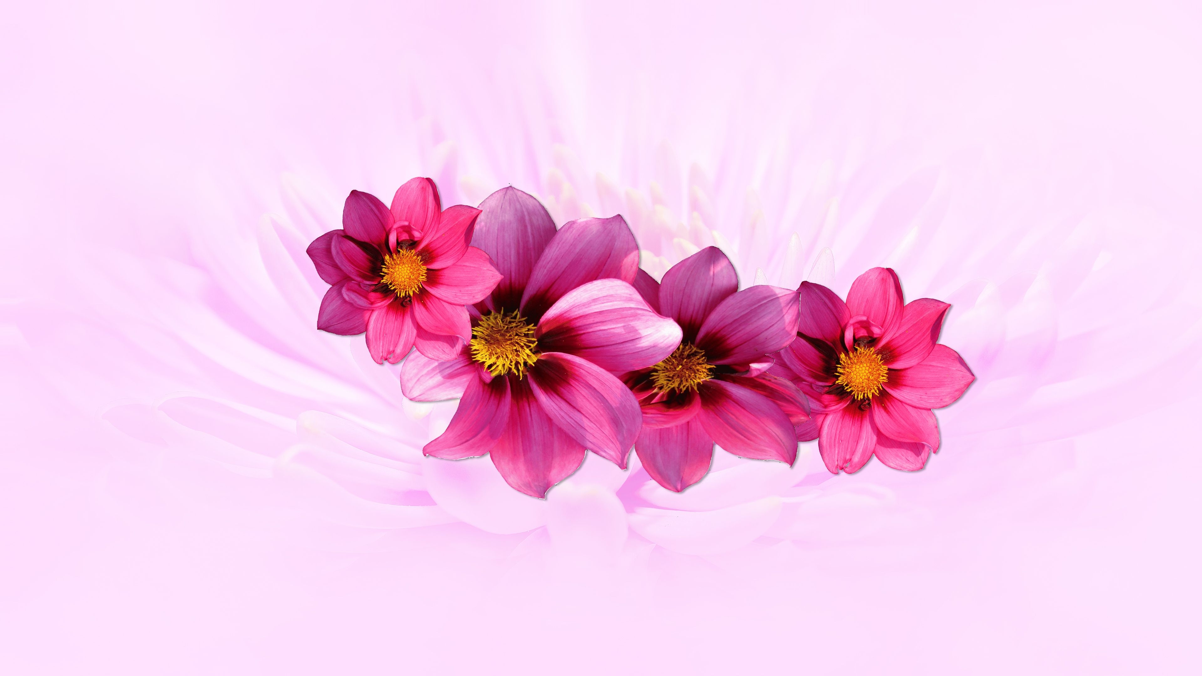 3840x2160 Pink Dahlia Desktop Background, Desktop