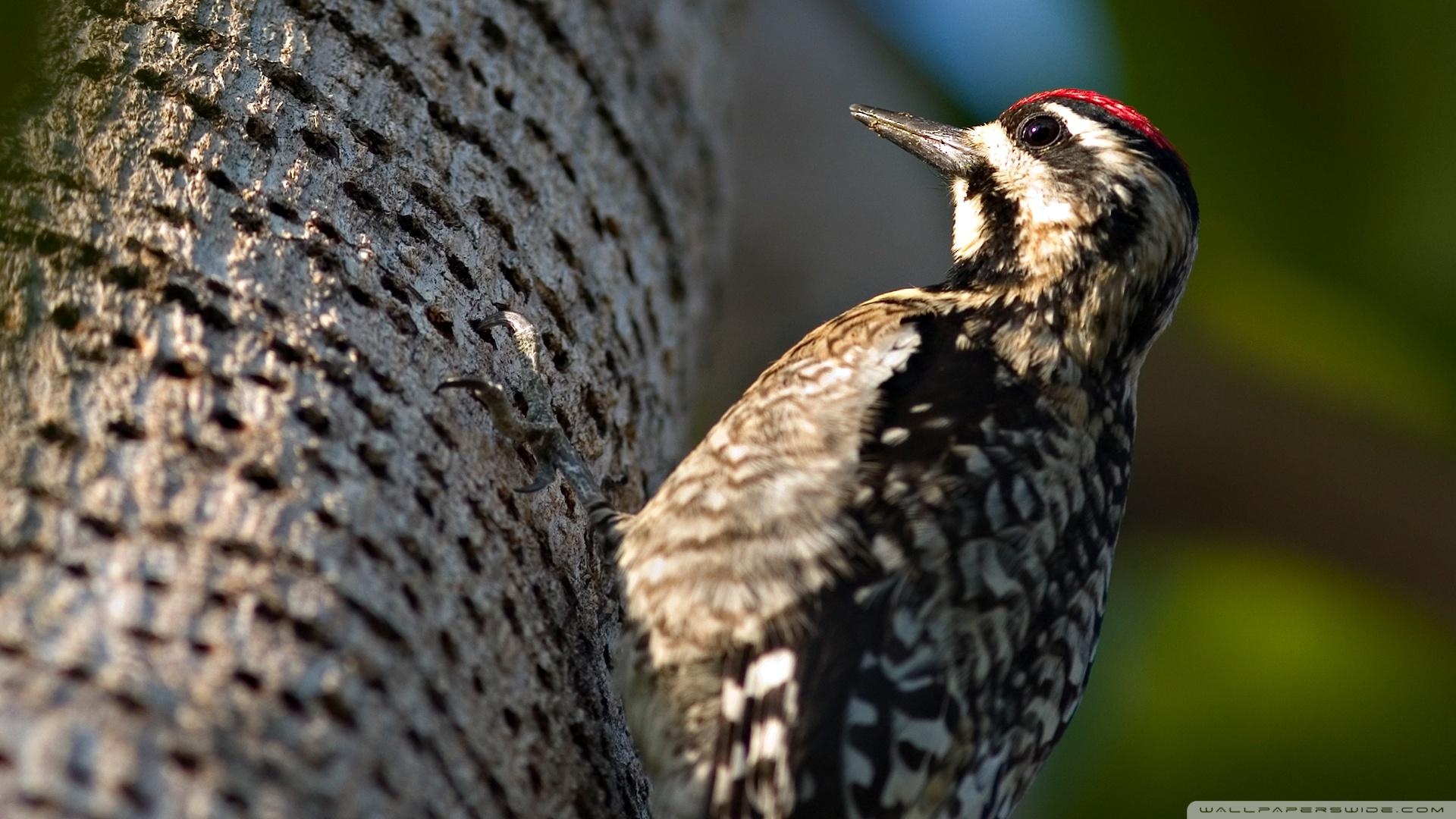 1920x1080 Woodpecker ❤ 4K HD Desktop Wallpaper for 4K Ultra HD TV • Wide, Desktop