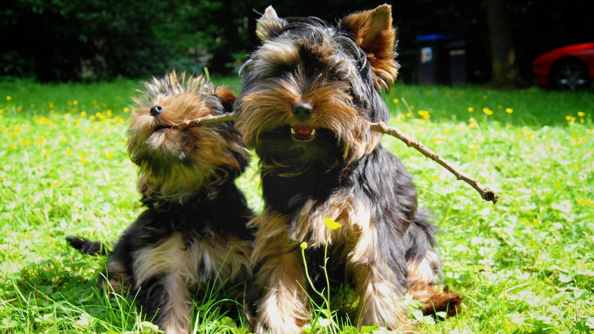 1920x1080 HD Yorkshire Terrier Dog Wallpaper, Desktop