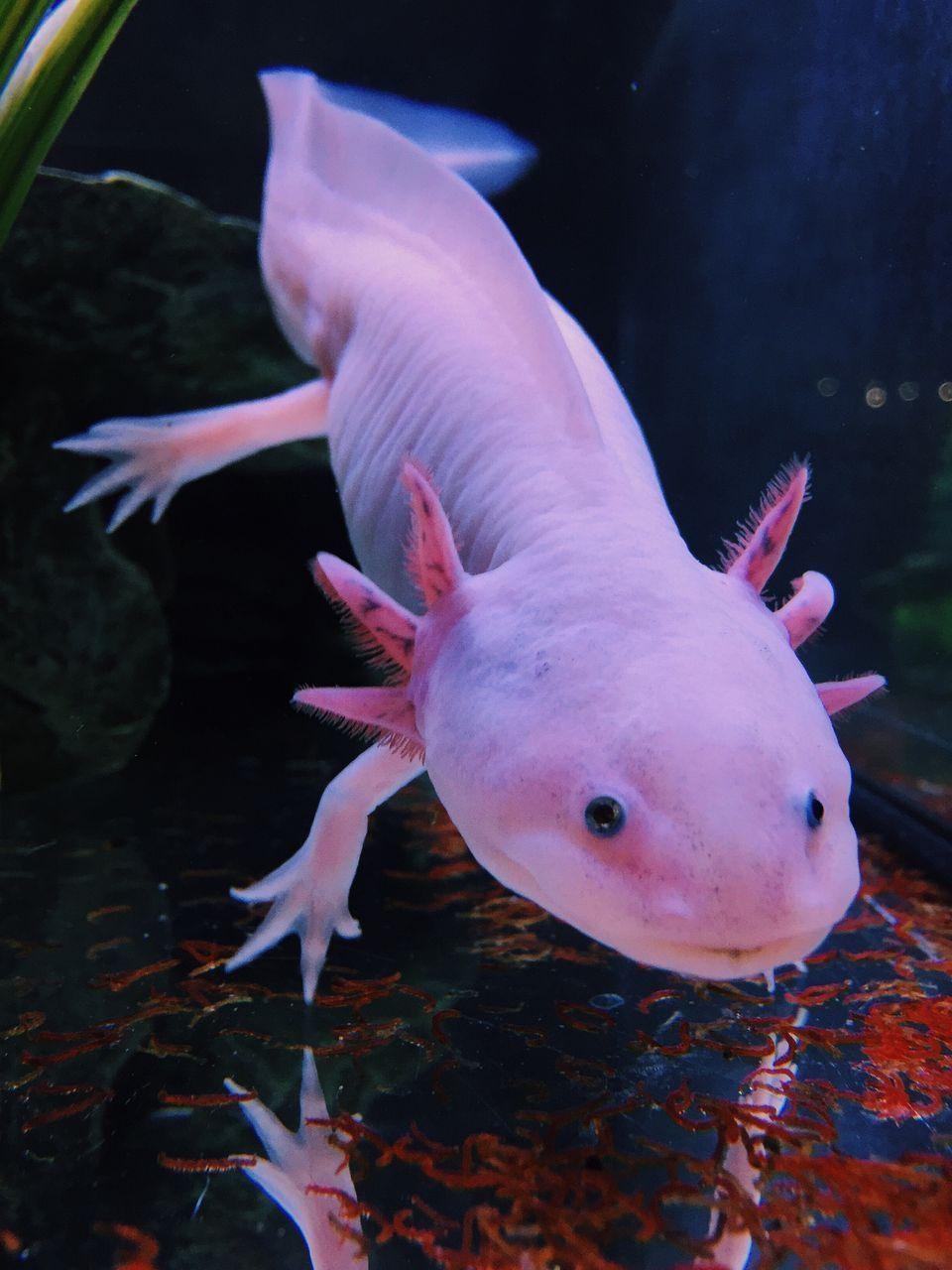 960x1280 axolotl, Phone