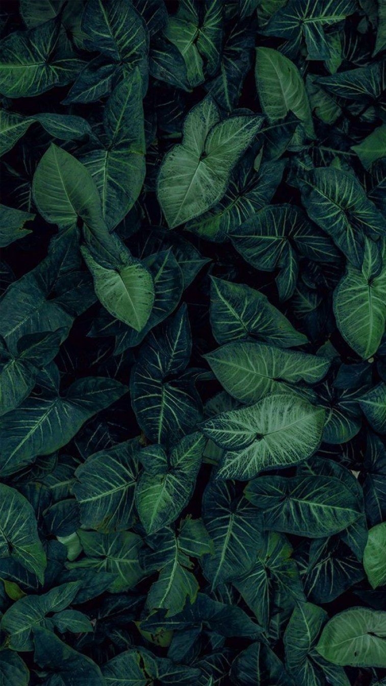 760x1350 Leaves Wallpaper, Phone