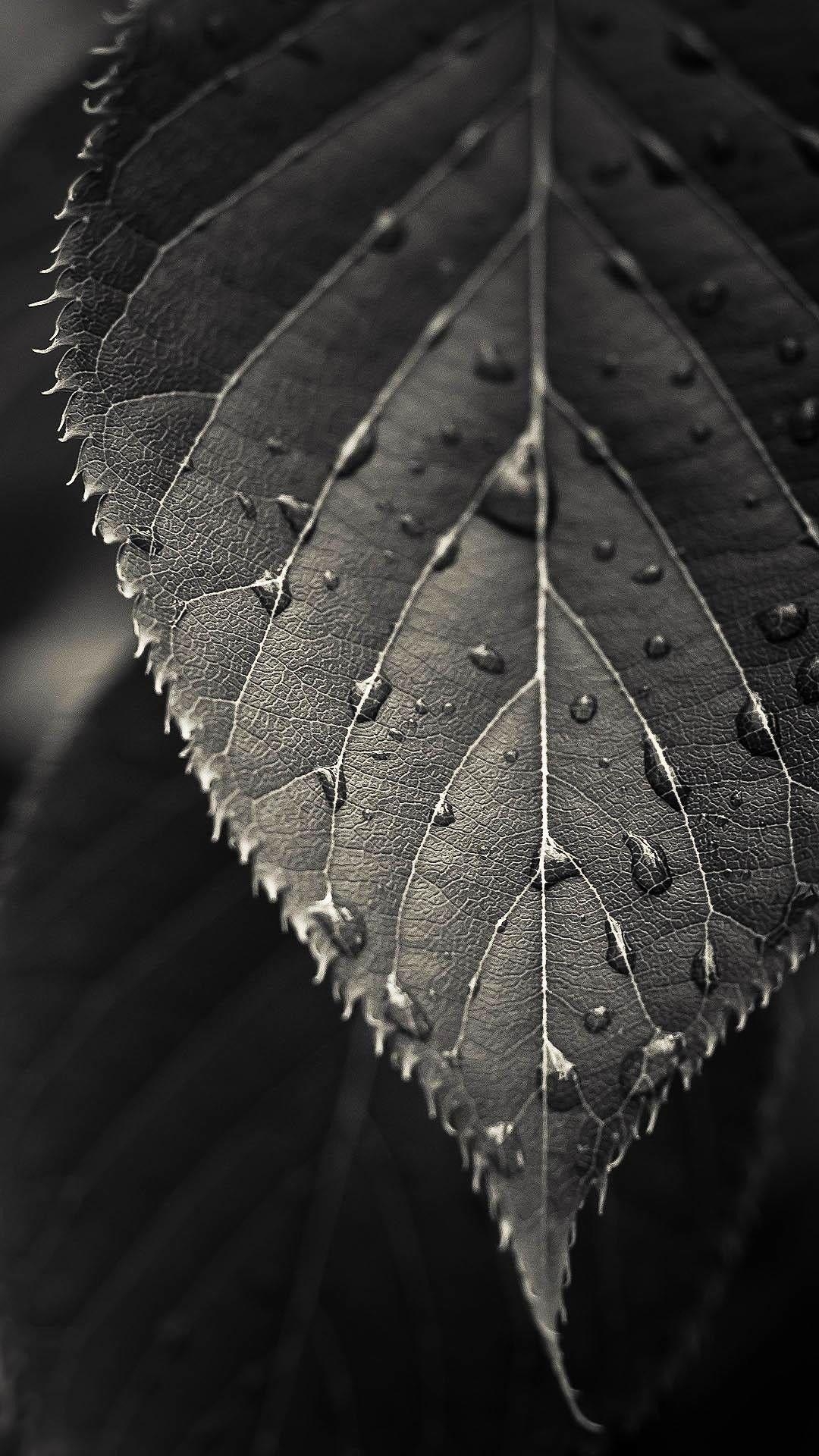 1080x1920 Black and White Closeup Leaf Dew Drops Smartphone Wallpaper, Phone