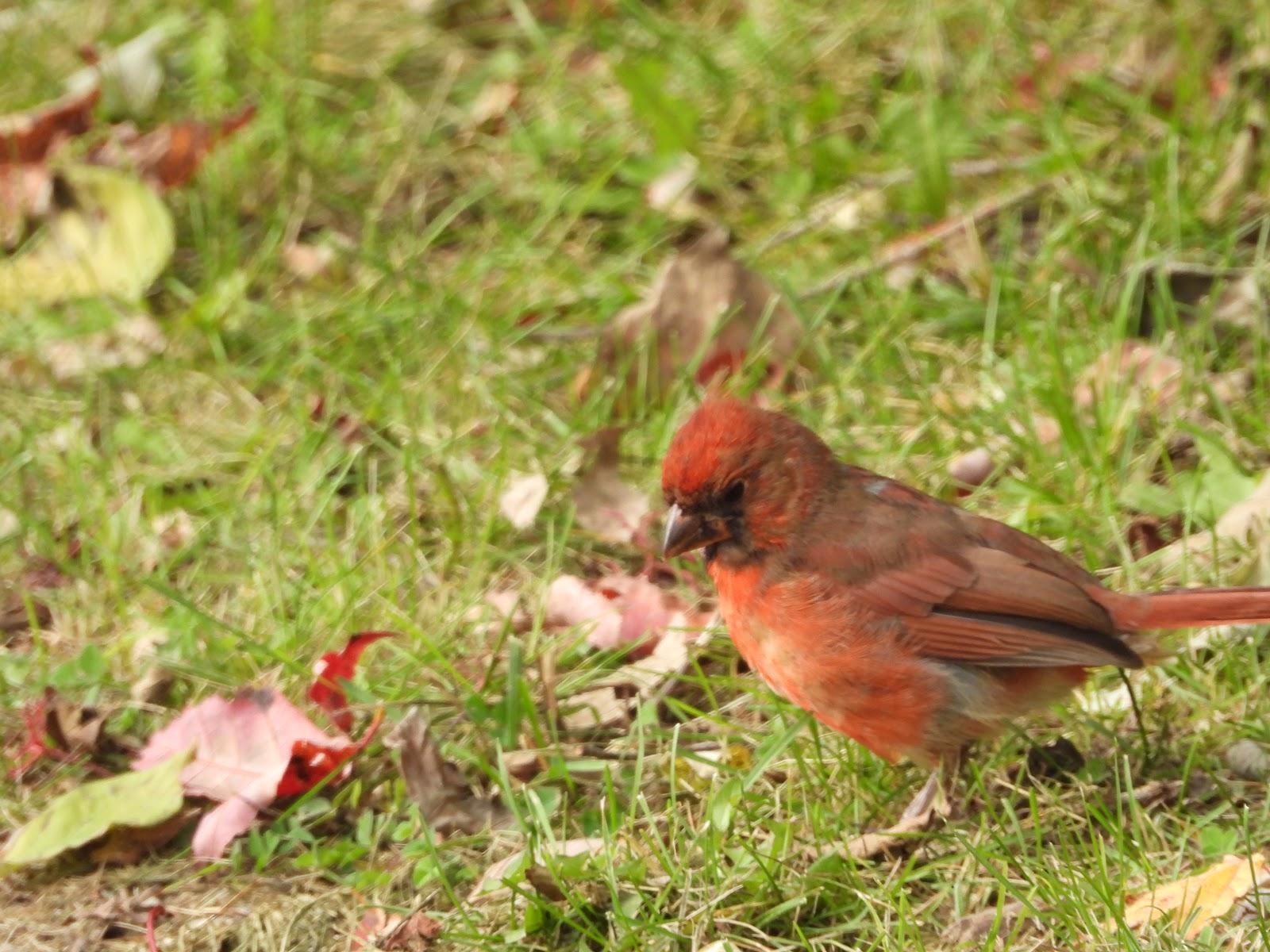 1600x1200 JUVENILE NORTHERN CARDINAL MOLTING TO ADULT, COLONEL, Desktop