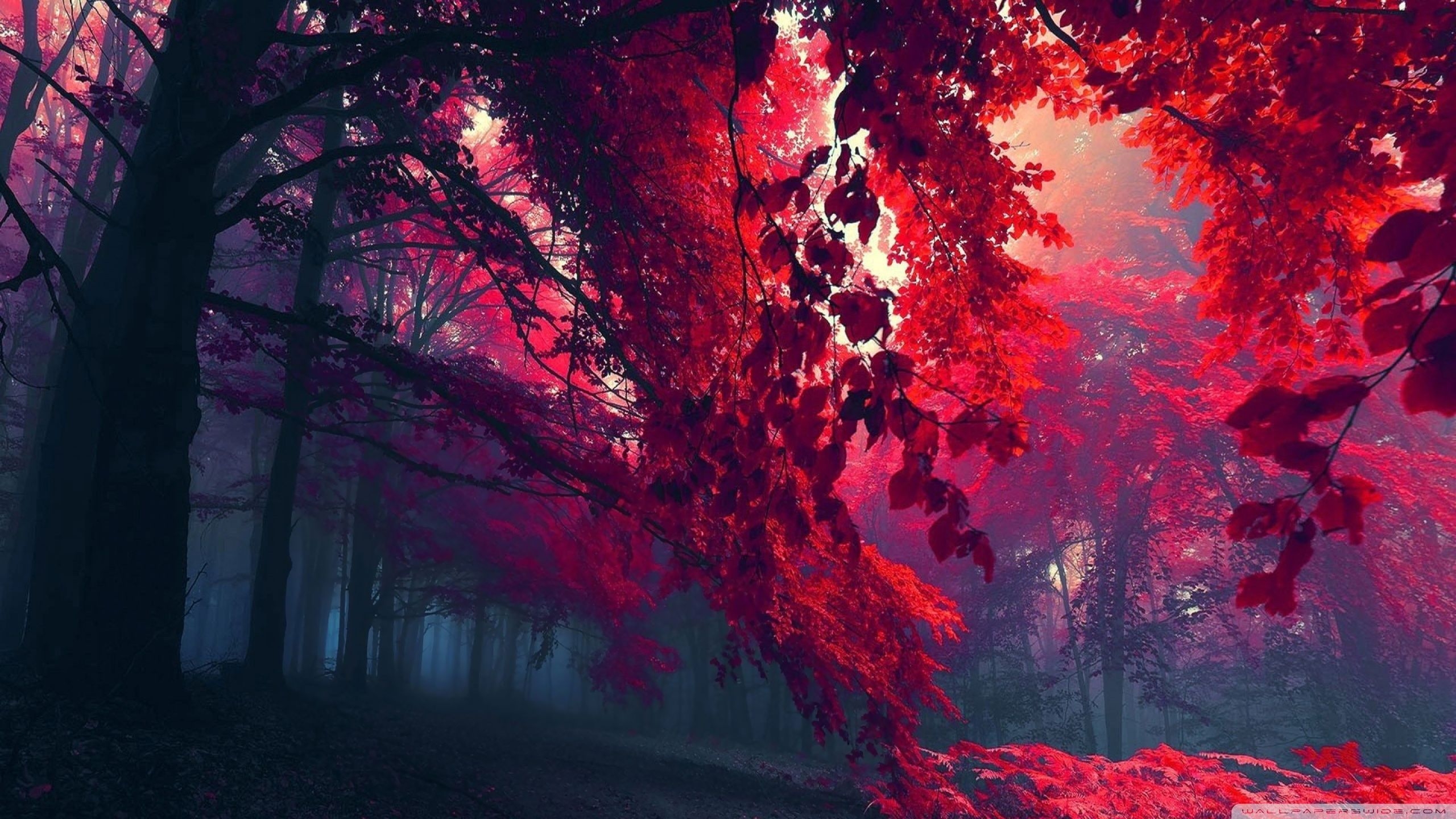 2560x1440 4k Wallpaper Red And Black, Desktop