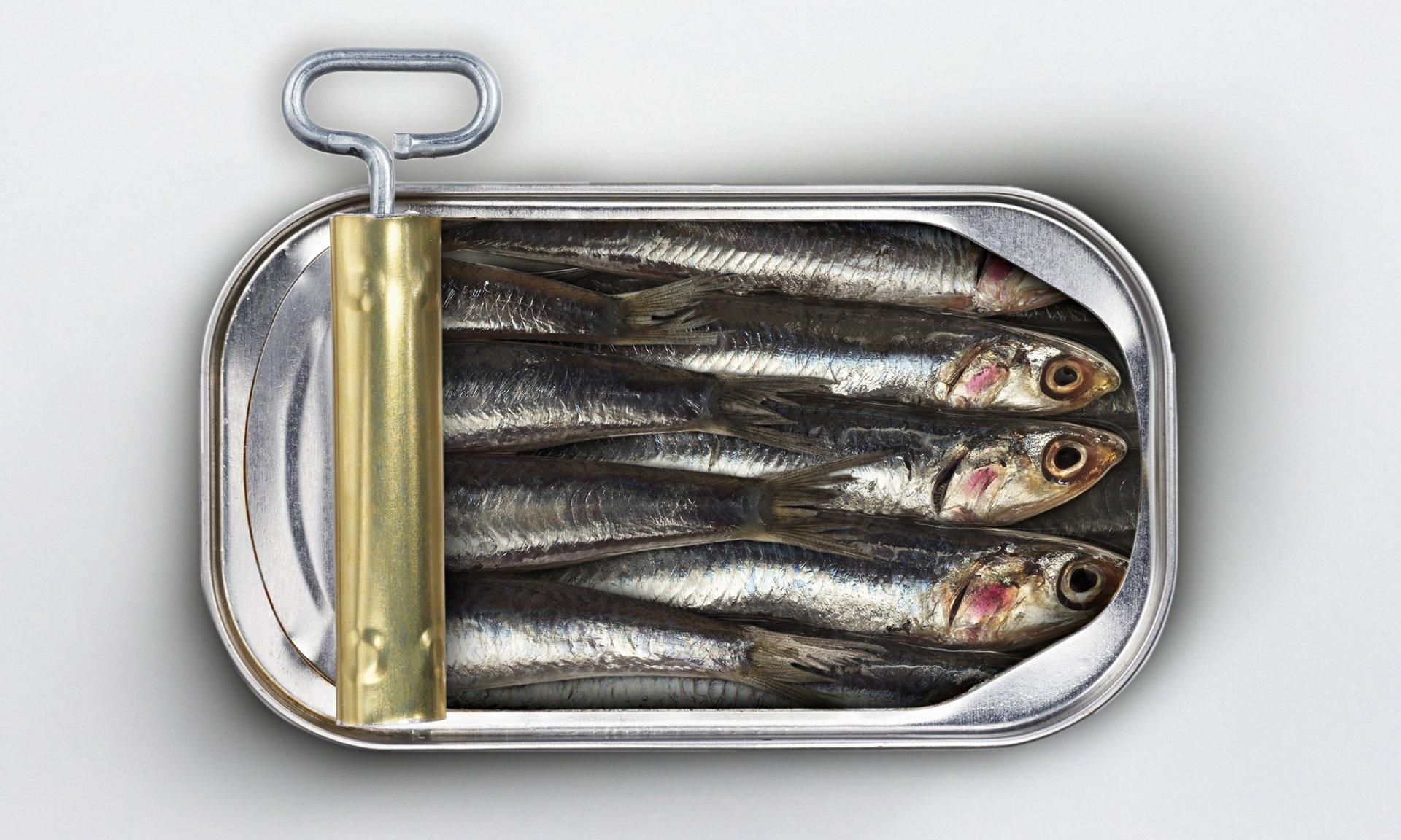 1920x1160 Sardines HD Wallpaper and Background Image, Desktop