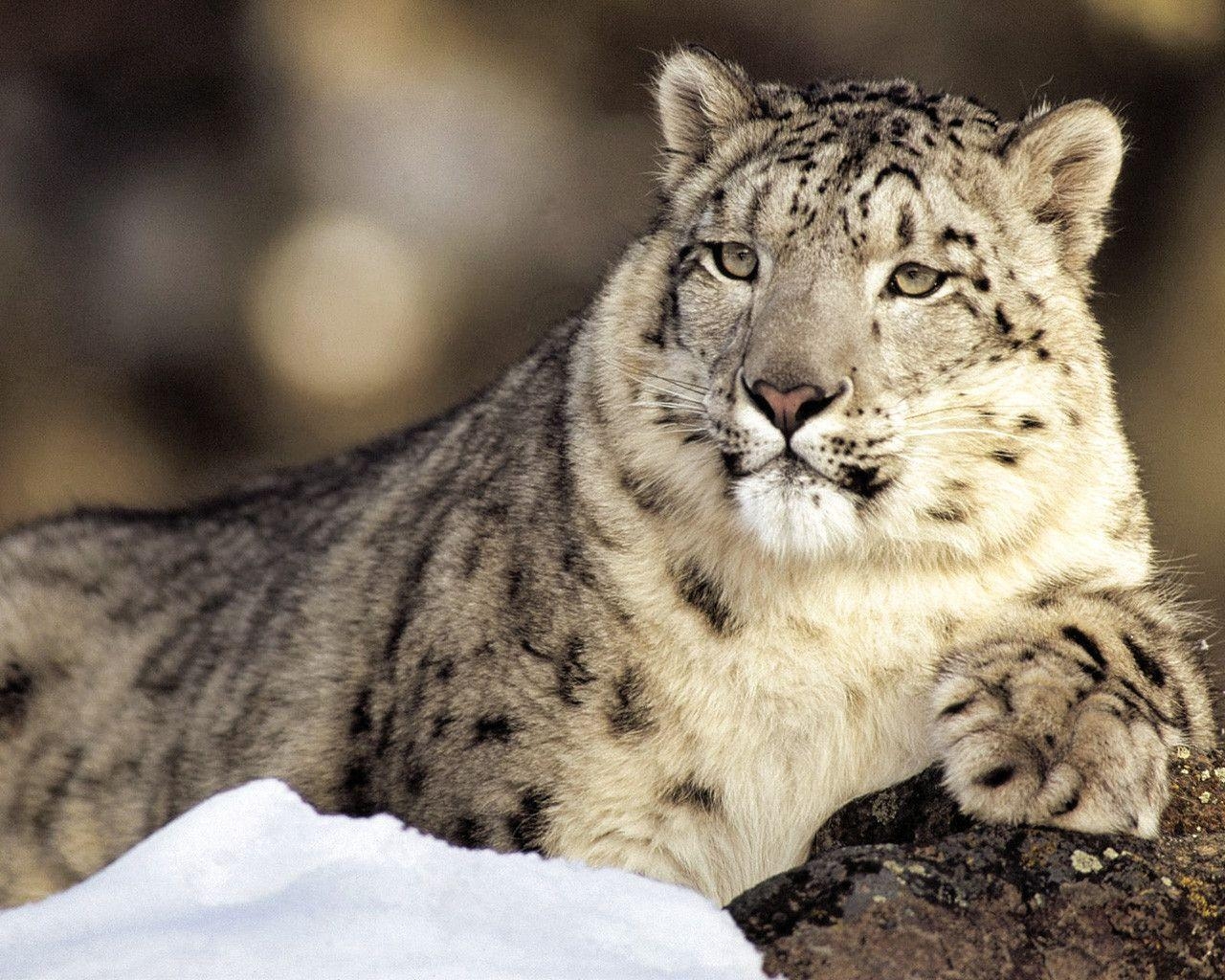 1280x1030 Snow Leopard Wallpaper, Desktop