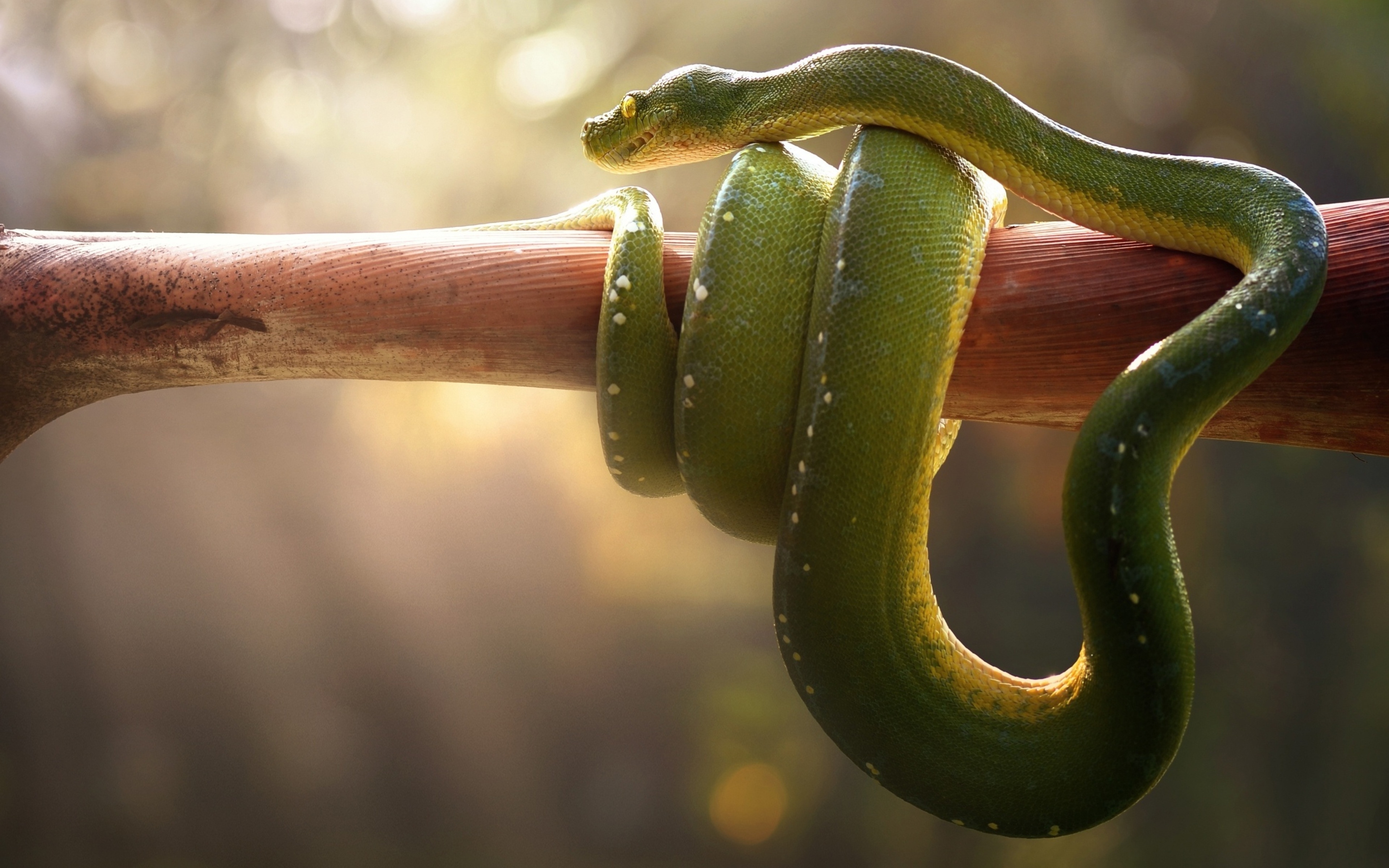 3840x2400 Boa Green Snake 4k HD 4k Wallpaper, Image, Background, Photo and Picture, Desktop