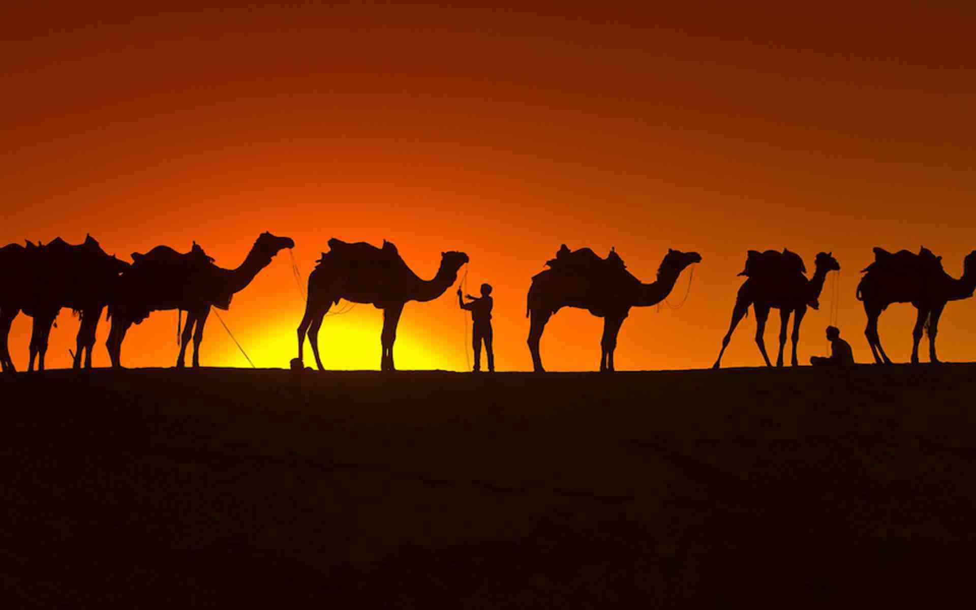 1920x1200 Camel Wallpaper. Camel Wallpaper, Desktop